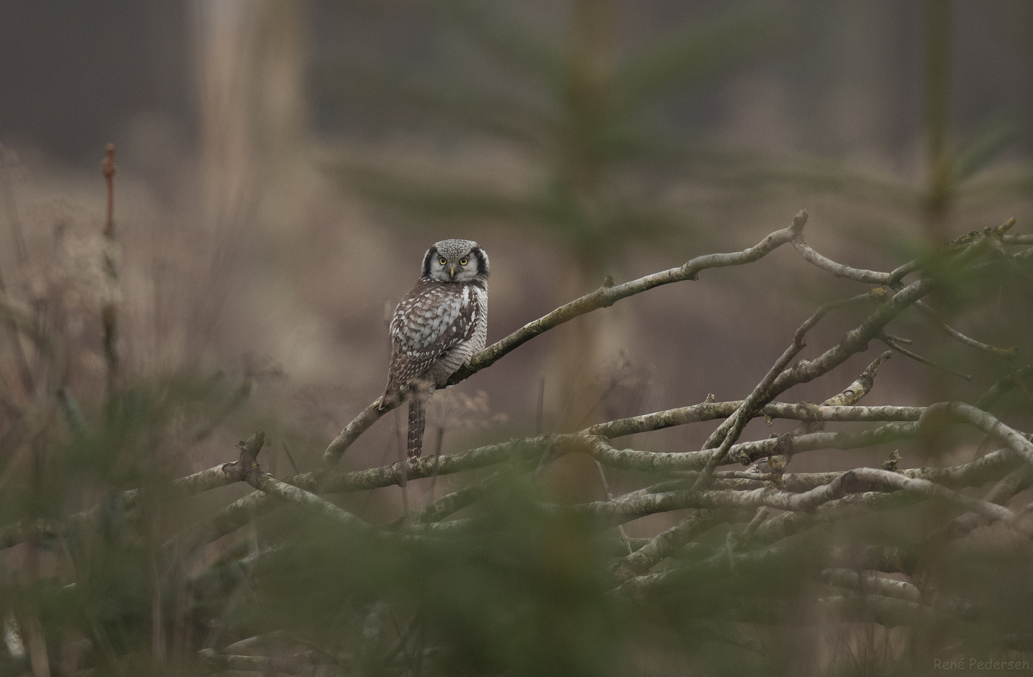 Canon EF 600mm f/4L IS sample photo. Høgeugle. photography