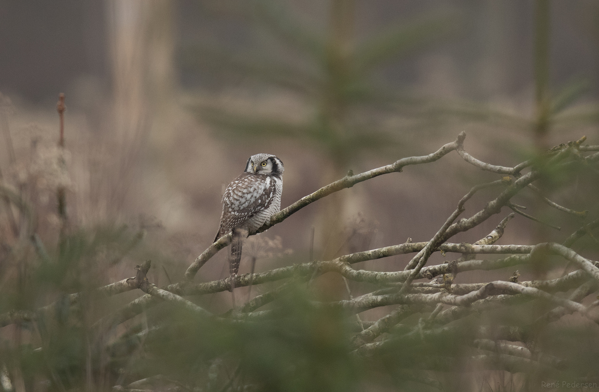 Canon EF 600mm f/4L IS sample photo. Høgeugle. photography