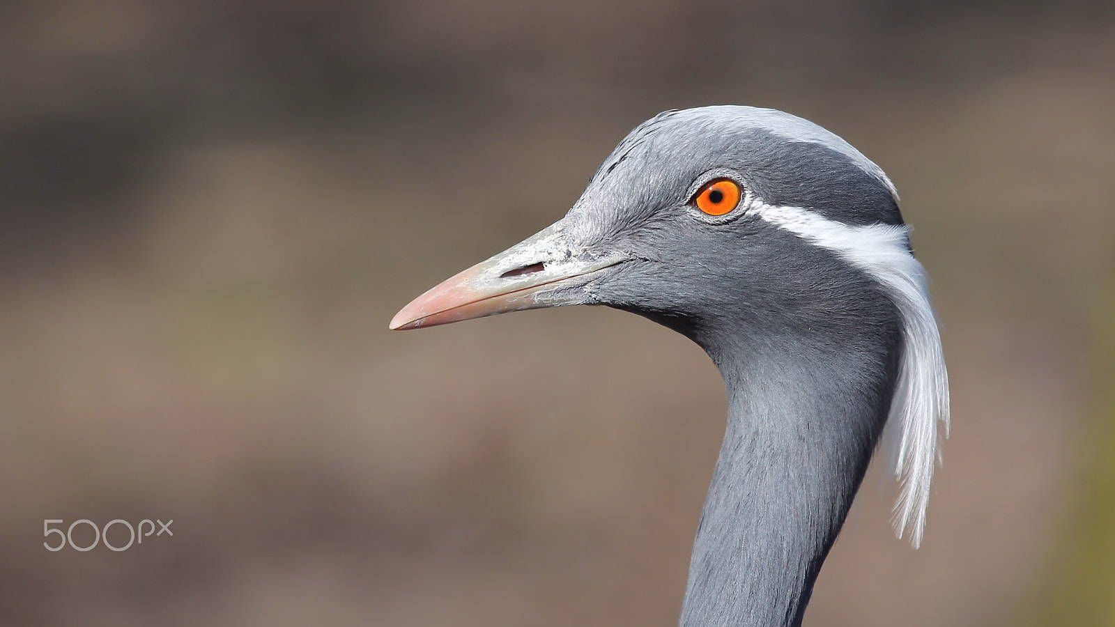 Canon EOS 60D + Canon EF 100-400mm F4.5-5.6L IS USM sample photo. Demoiselle crane photography