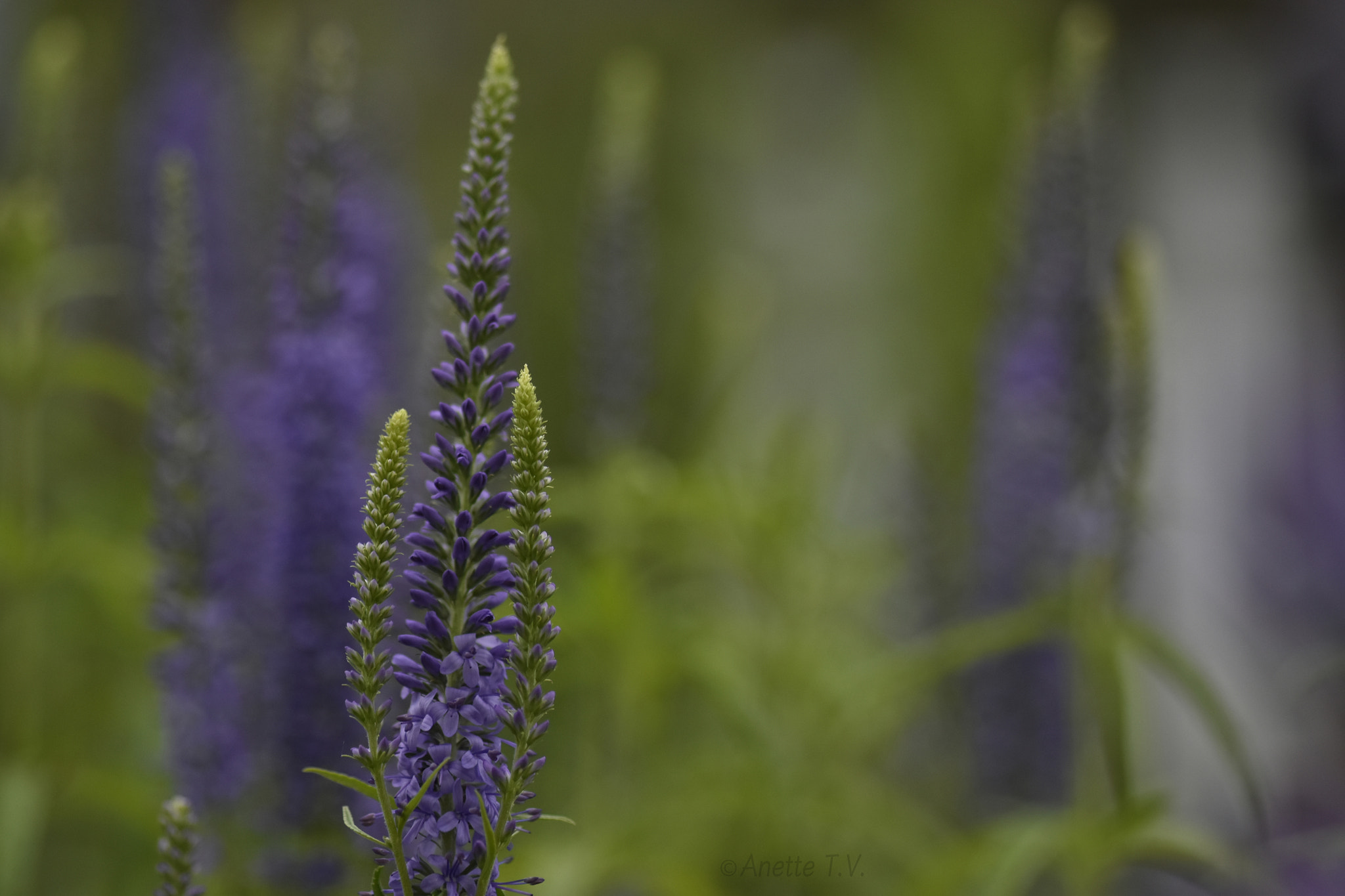 Nikon AF-S Micro-Nikkor 105mm F2.8G IF-ED VR sample photo. Summer memory... photography