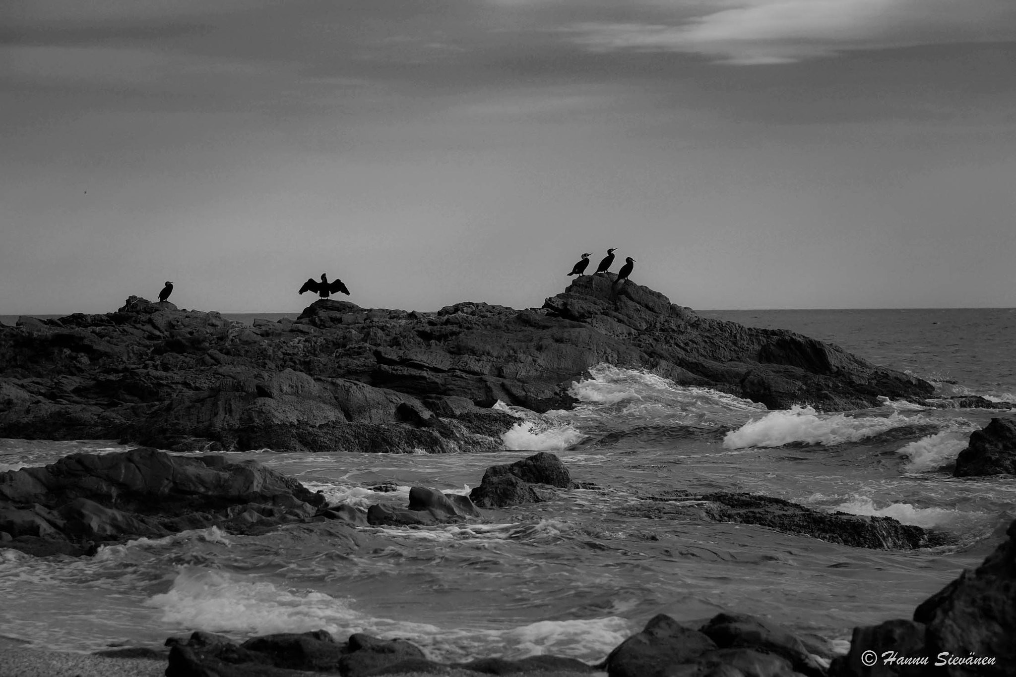 Nikon D5 sample photo. Seabirds photography