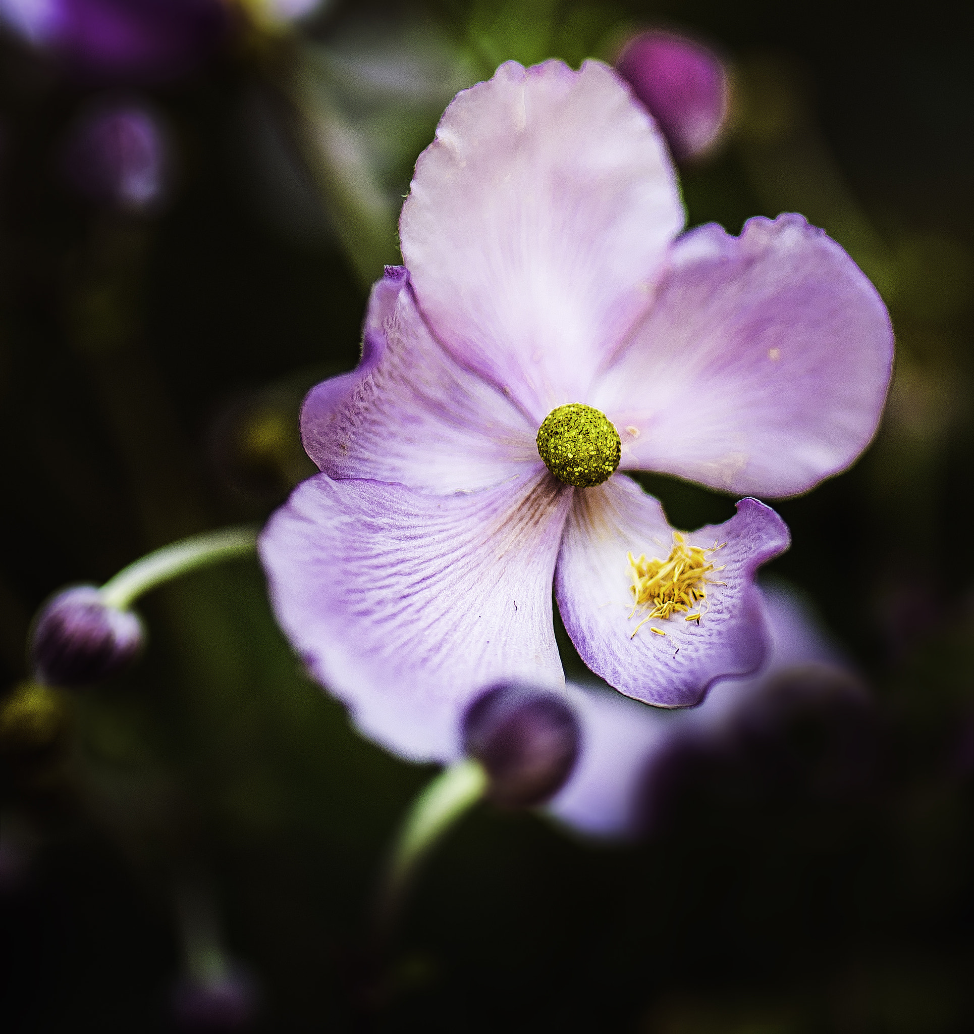Nikon D750 + Tamron SP 35mm F1.8 Di VC USD sample photo. 38.jpg photography