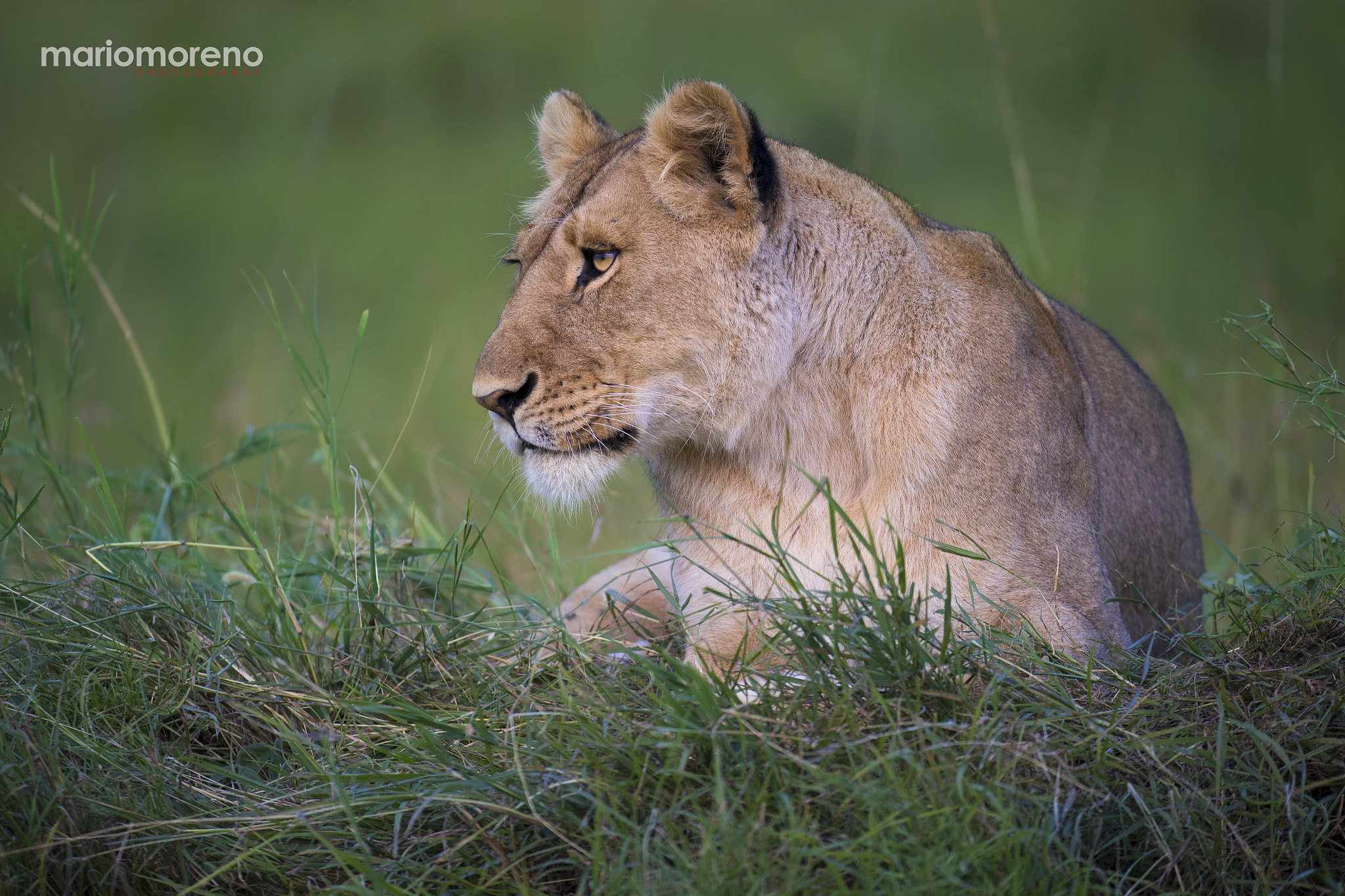 Canon EF 200-400mm F4L IS USM Extender 1.4x sample photo. Big cat portrait photography