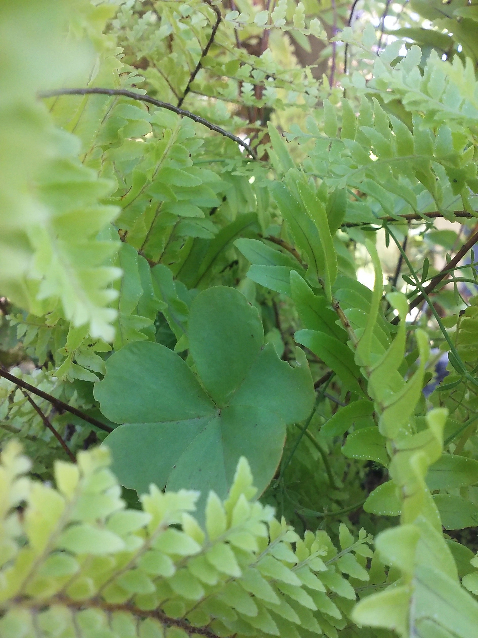LG LEON 4G LTE sample photo
