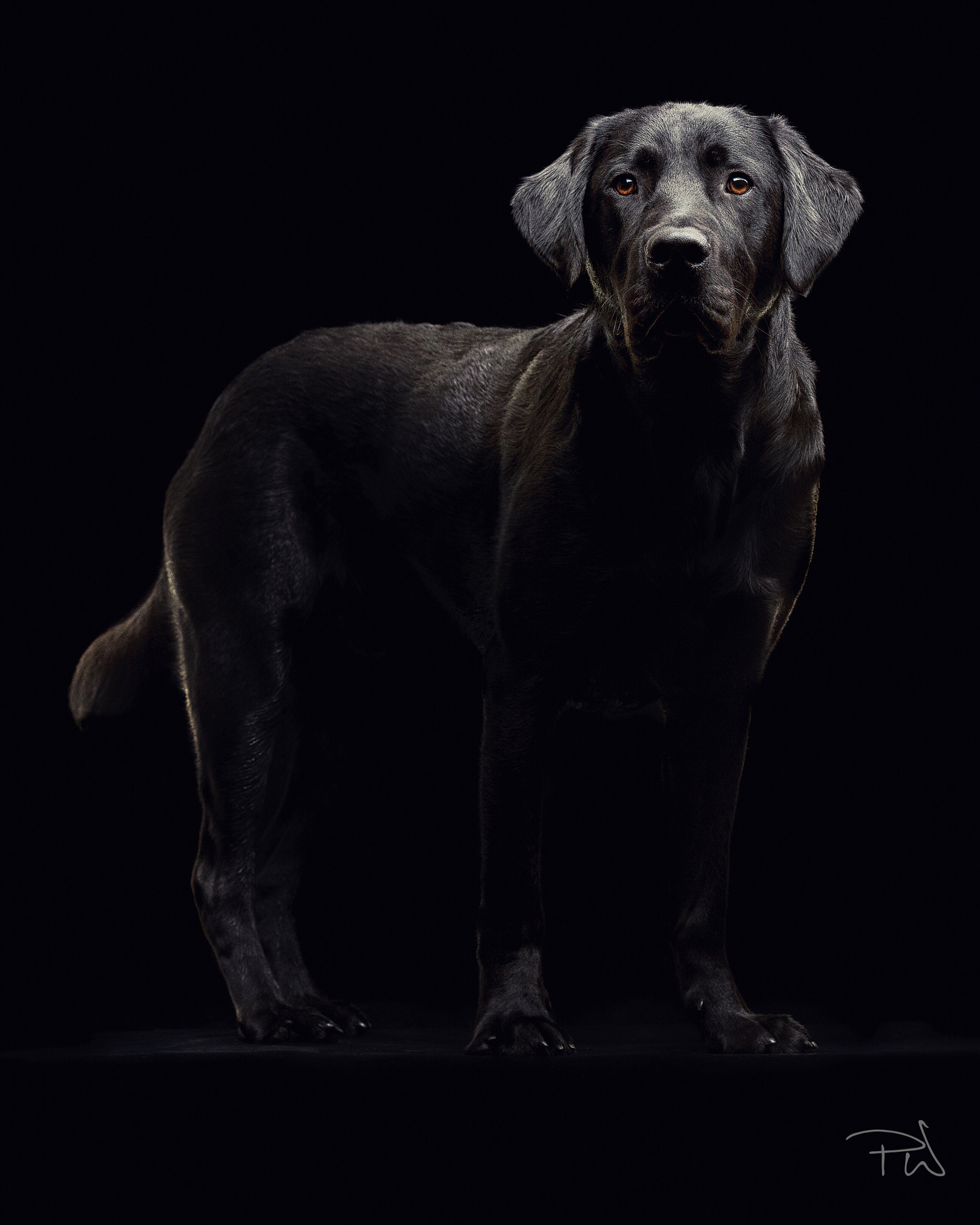 Nikon D5 sample photo. Tropper, hearing dog. photography