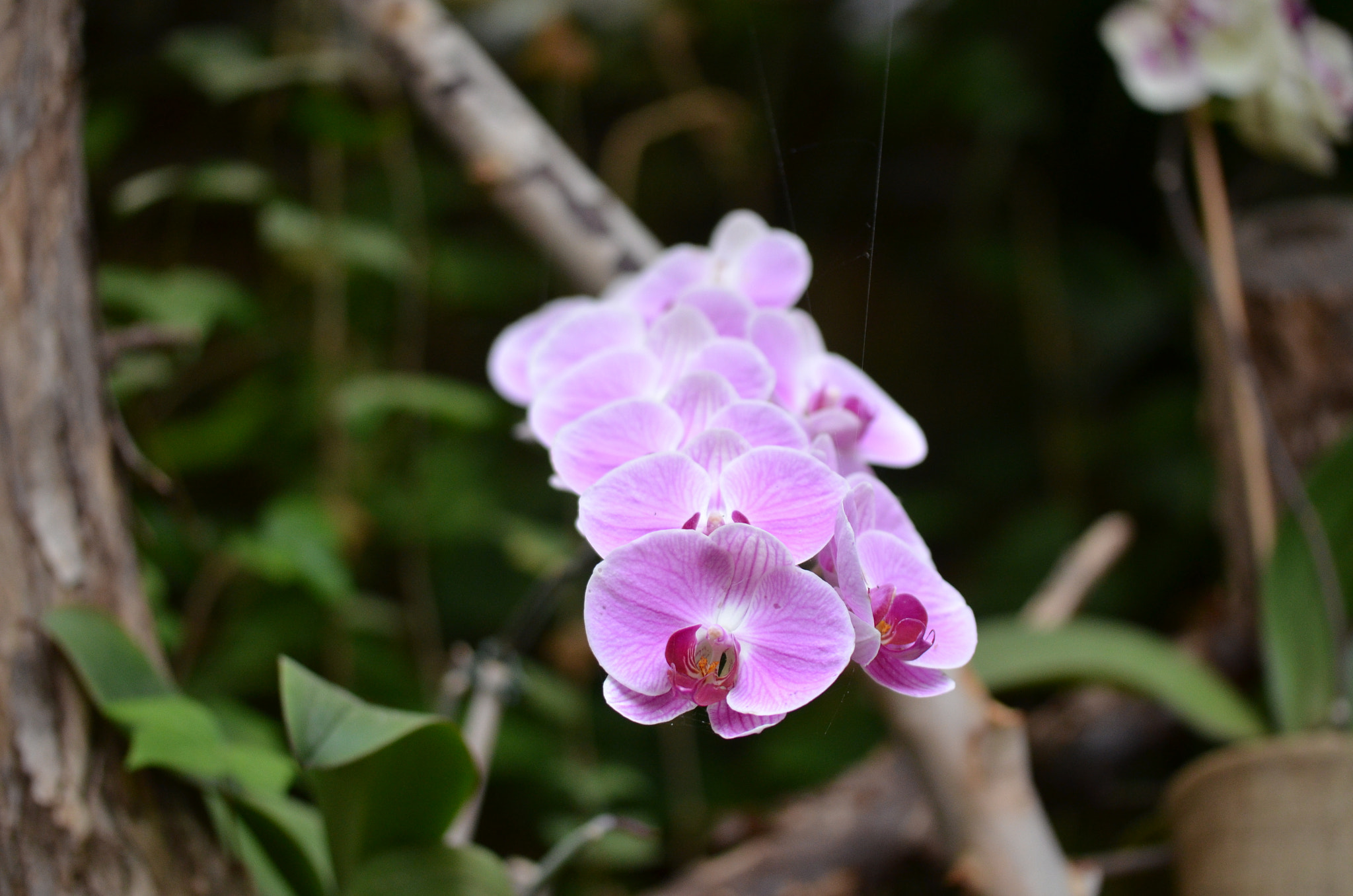 Nikon D5100 + Tamron SP AF 60mm F2 Di II LD IF Macro sample photo. Purple orchid photography