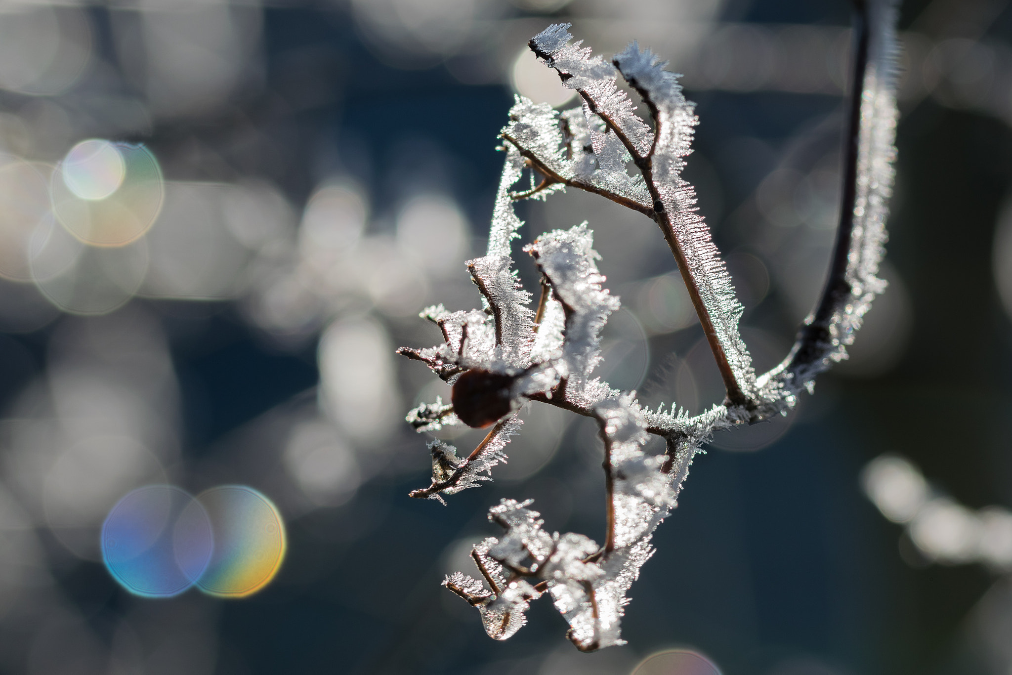Sigma 105mm F2.8 EX DG OS HSM sample photo. Rauhreif mit spektral-bokeh photography