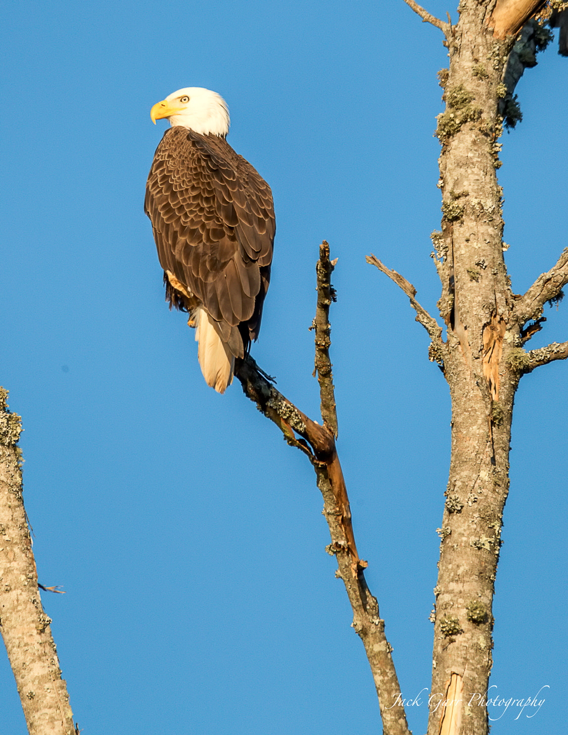 150-600mm F5-6.3 DG OS HSM | Sports 014 sample photo. Bald eagle perched in tree photography