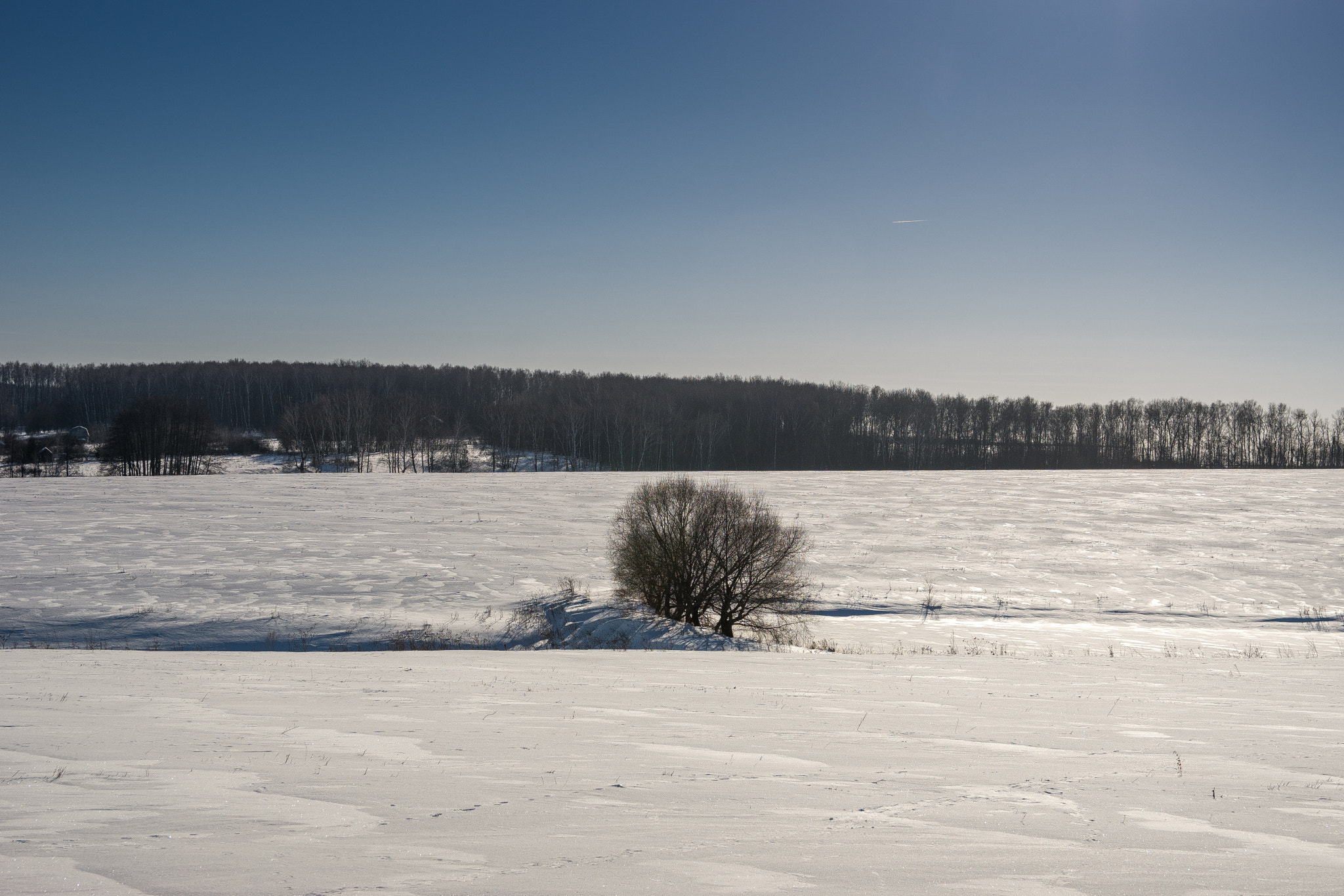 Sony ILCA-77M2 sample photo. Дерево Агаристи с планеты 96 photography