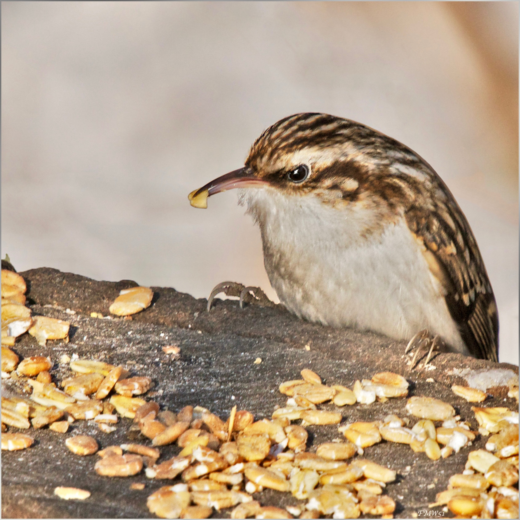 Sony SLT-A55 (SLT-A55V) + Sony 70-400mm F4-5.6 G SSM sample photo. Short-toed treecreeper photography