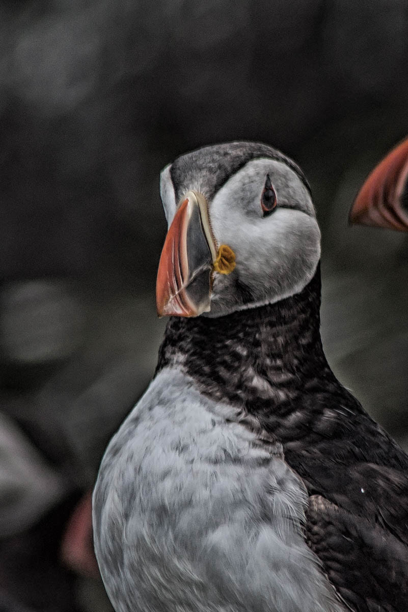 Canon EOS 1100D (EOS Rebel T3 / EOS Kiss X50) sample photo. Puffin portrait photography