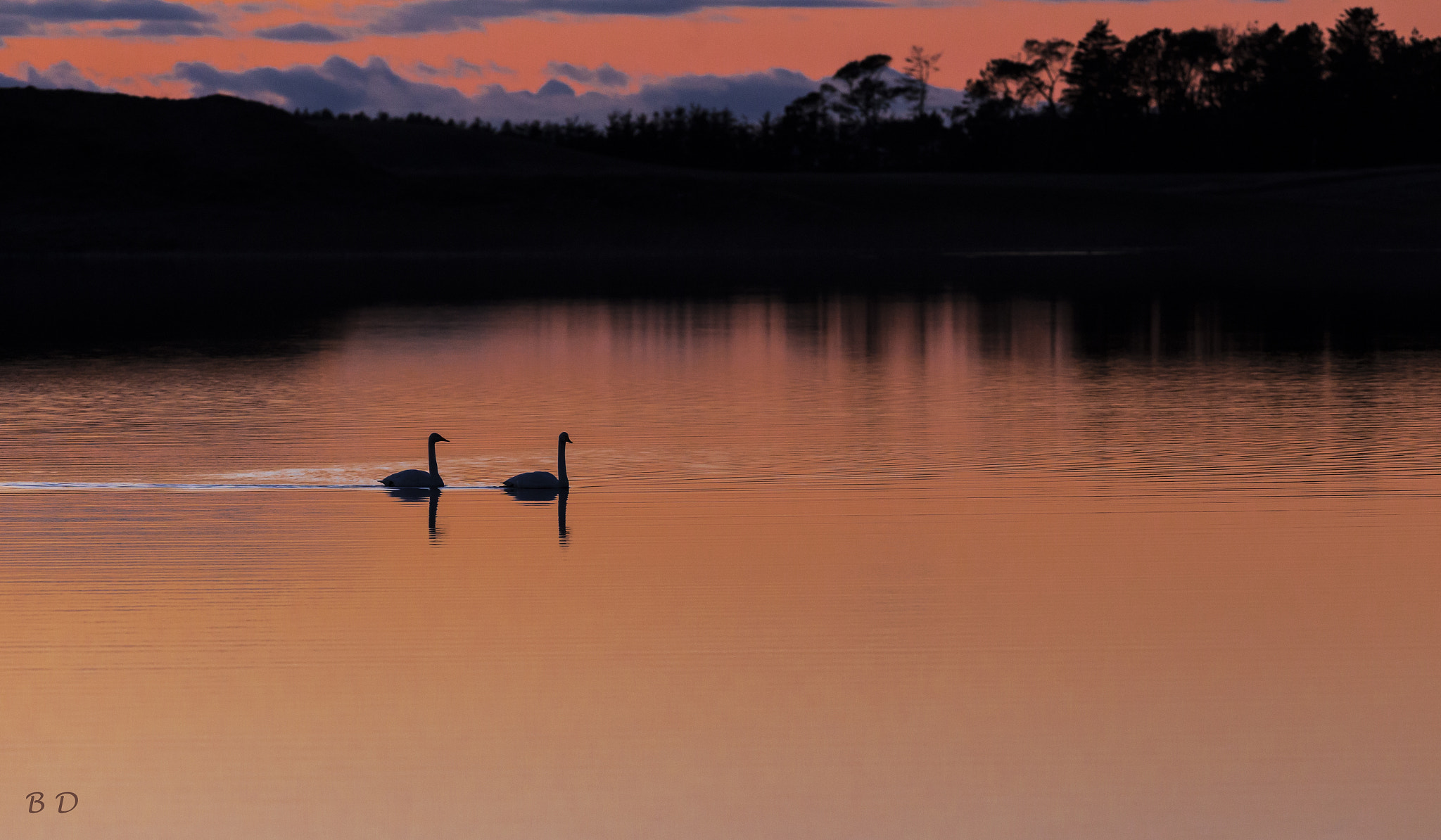 Canon EF 300mm F2.8L IS USM sample photo. Swan couple in sunset photography