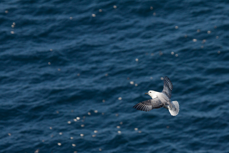 Canon EF 100-400mm F4.5-5.6L IS USM sample photo. Ready to land photography
