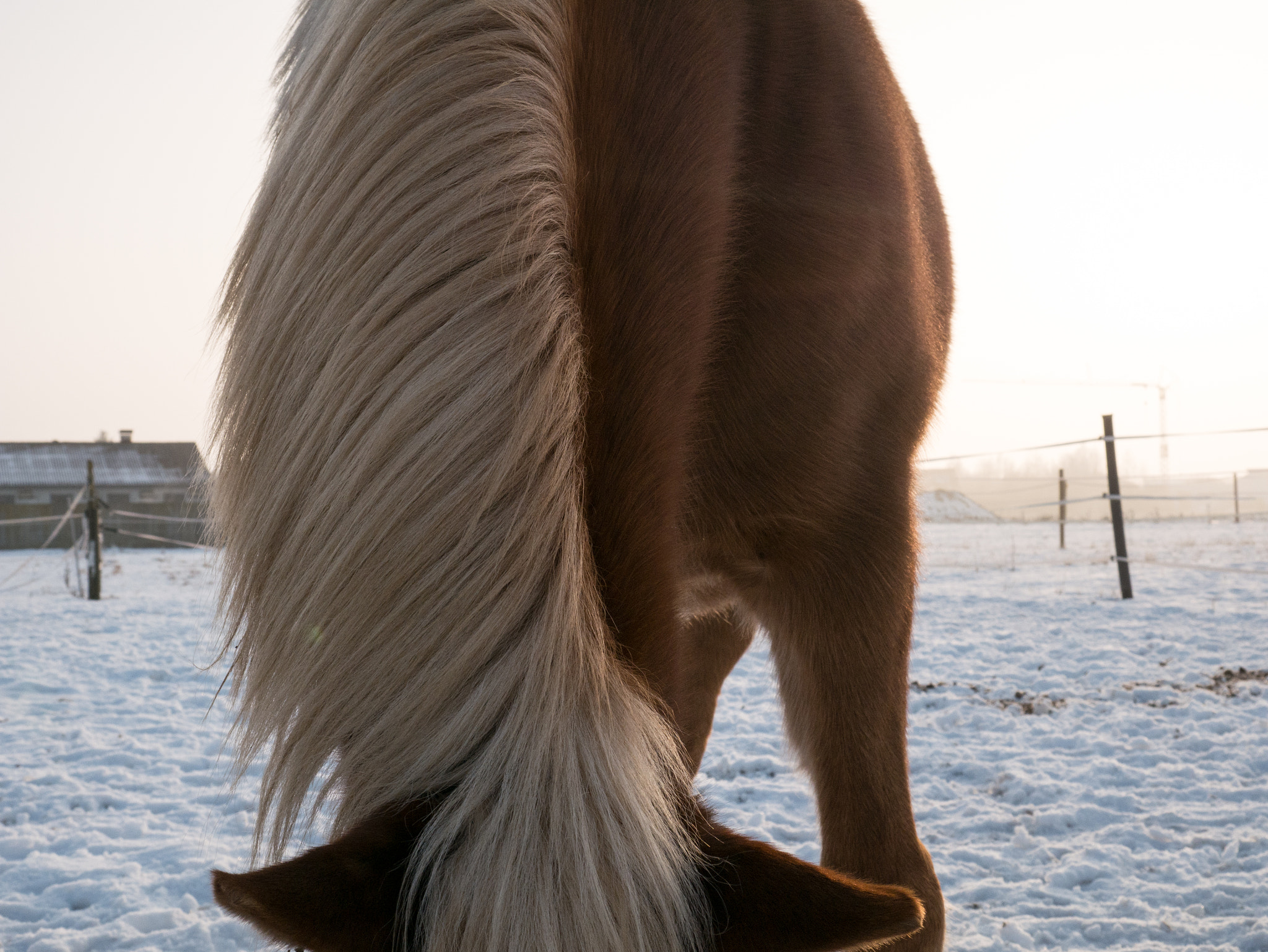 Panasonic DMC-G70 + LUMIX G VARIO 14-42/F3.5-5.6 II sample photo. Frozen photography