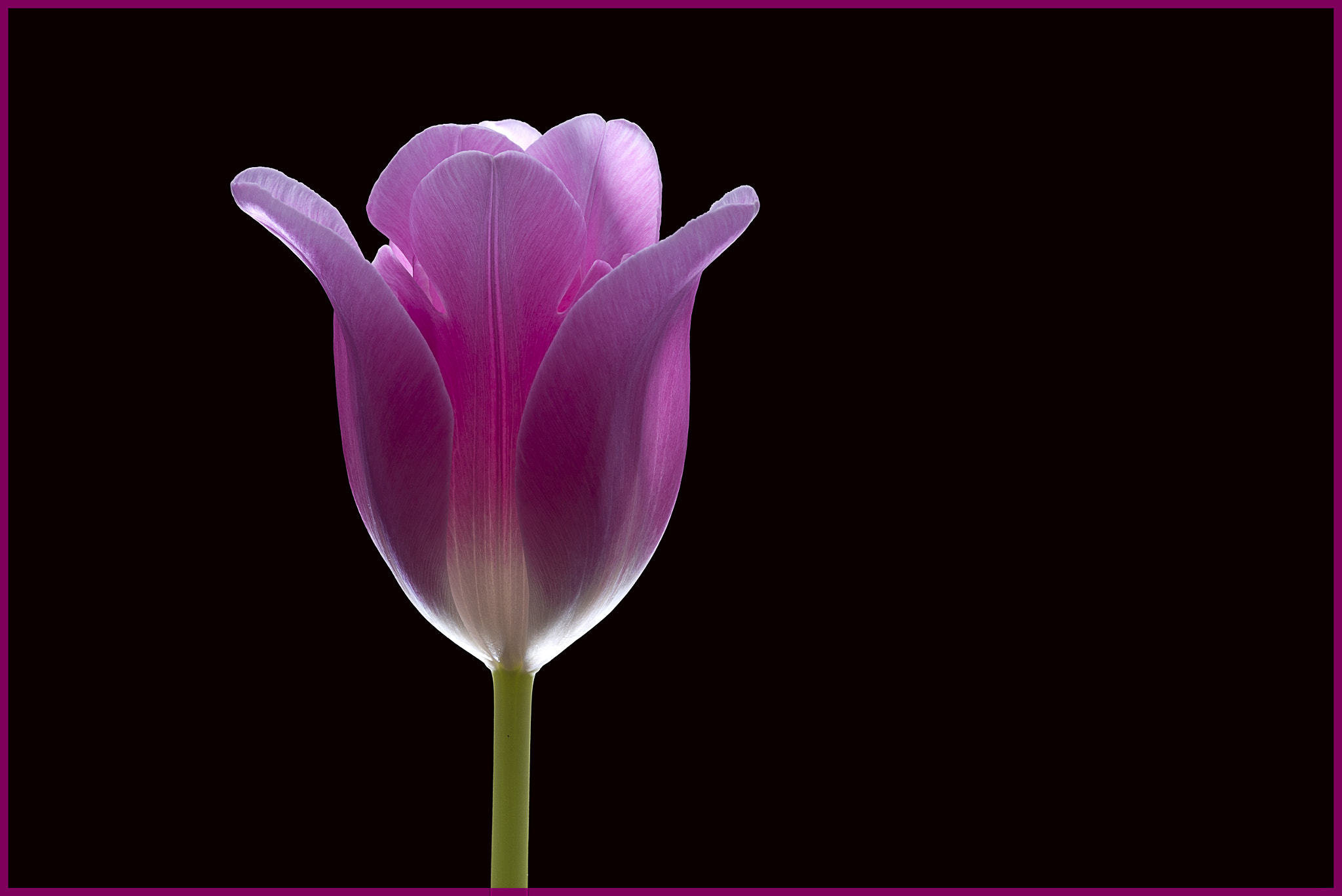 Tokina AT-X Pro 100mm F2.8 Macro sample photo. To be liked photography