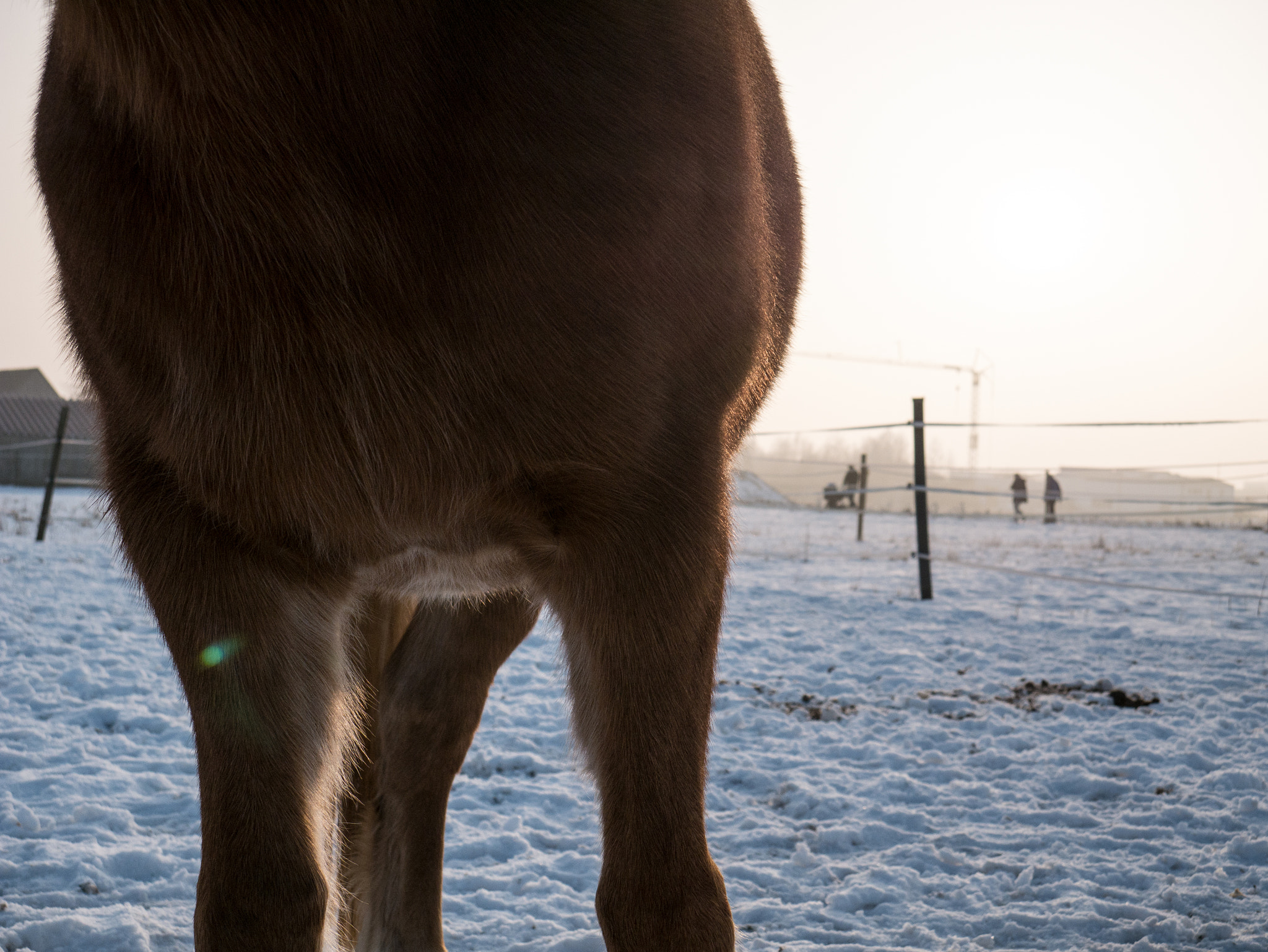 Panasonic DMC-G70 sample photo. Frozen photography