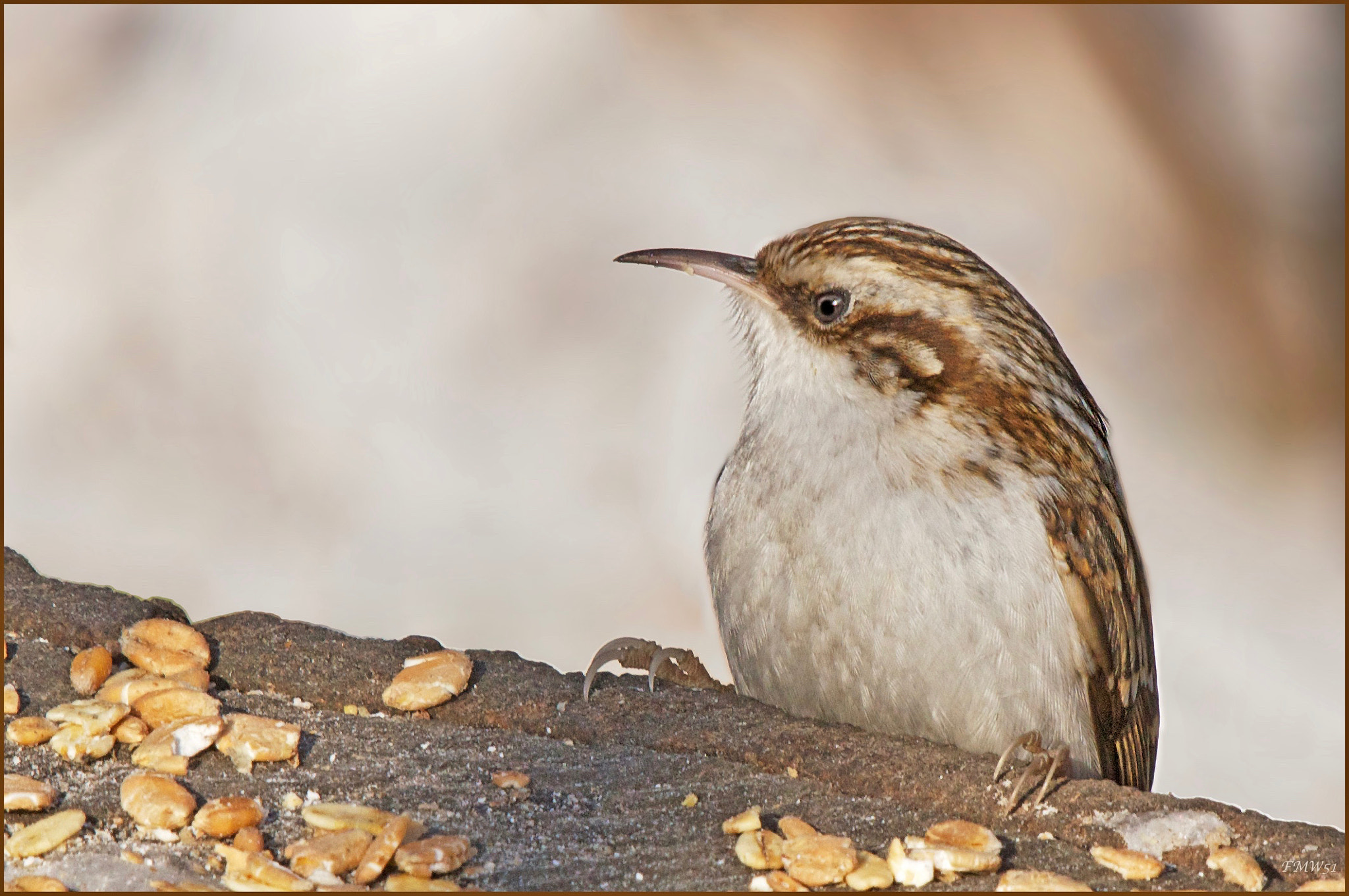 Sony 70-400mm F4-5.6 G SSM sample photo. Short-toed treecreeper photography