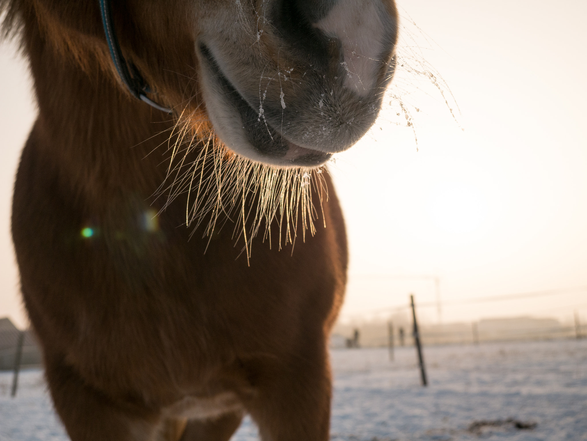 Panasonic DMC-G70 sample photo. Frozen photography