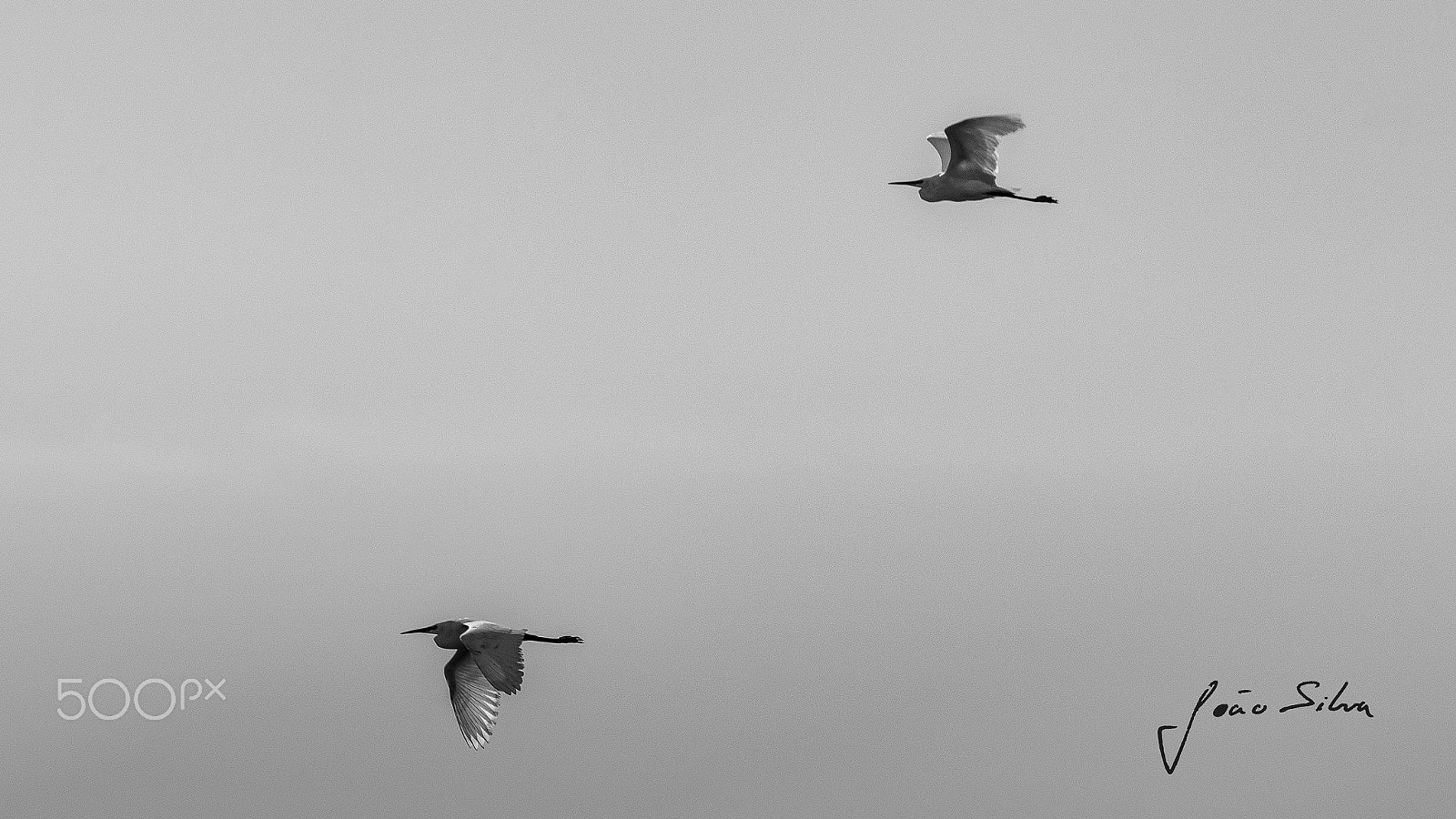 Nikon D5500 sample photo. Simple flight photography