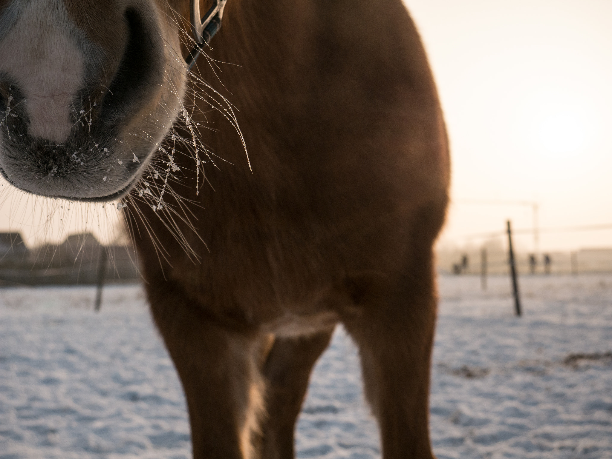 Panasonic DMC-G70 + LUMIX G VARIO 14-42/F3.5-5.6 II sample photo. Frozen photography