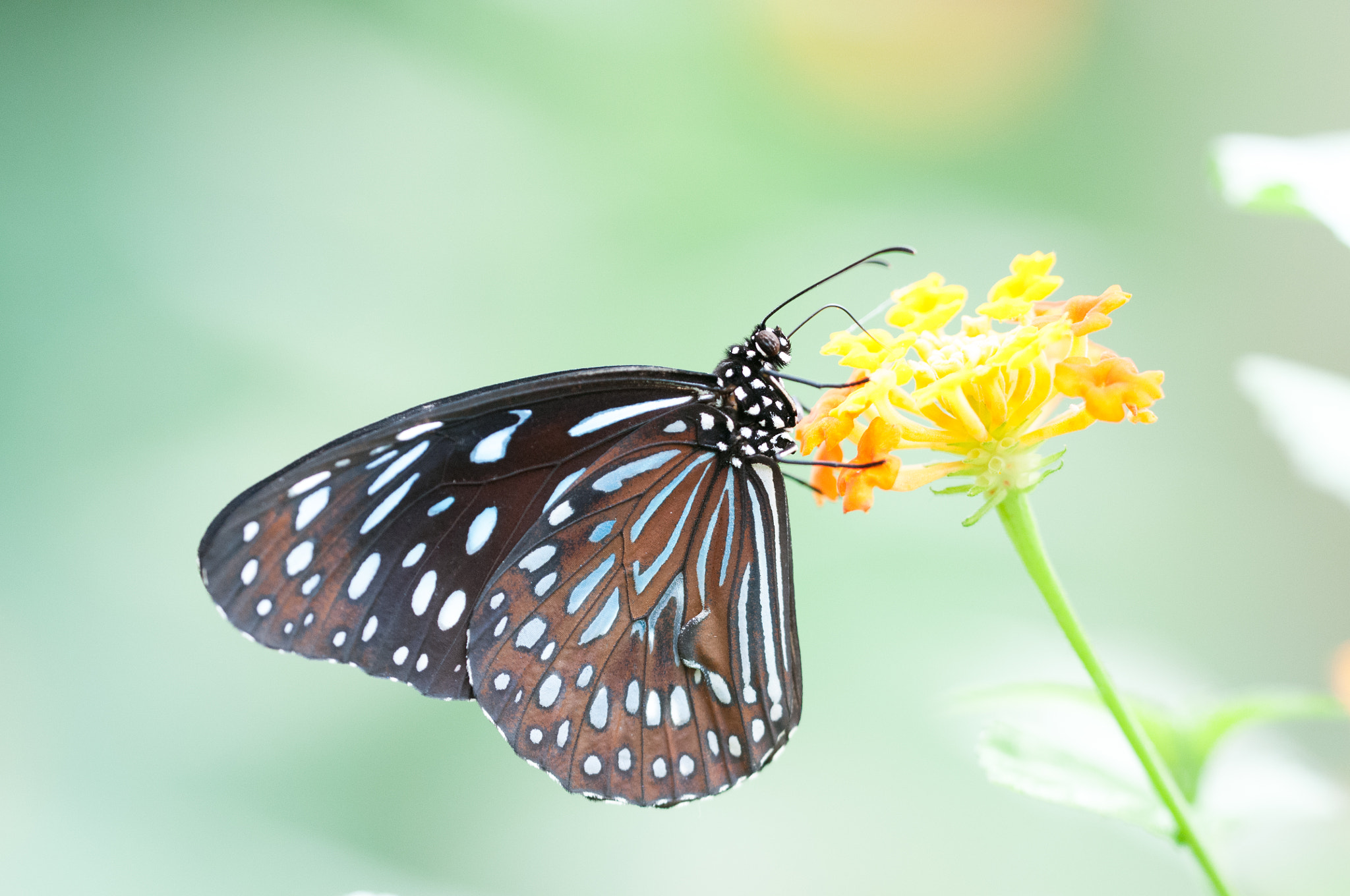 Sigma 150mm F2.8 EX DG OS Macro HSM sample photo. Dark blue tiger photography