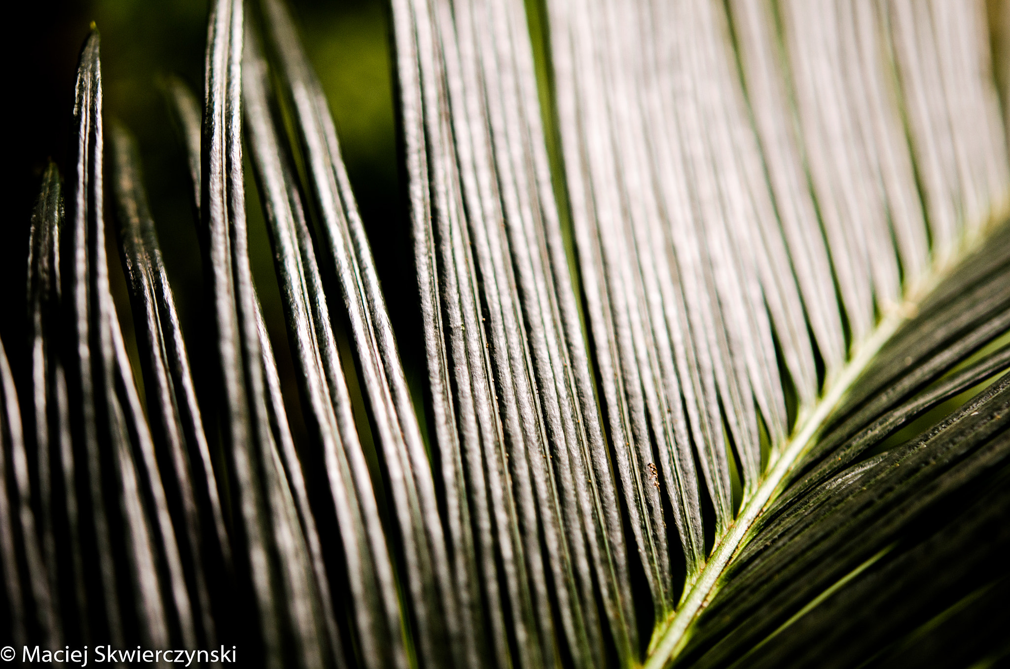 Nikon AF-S Micro-Nikkor 60mm F2.8G ED sample photo. Playful green photography
