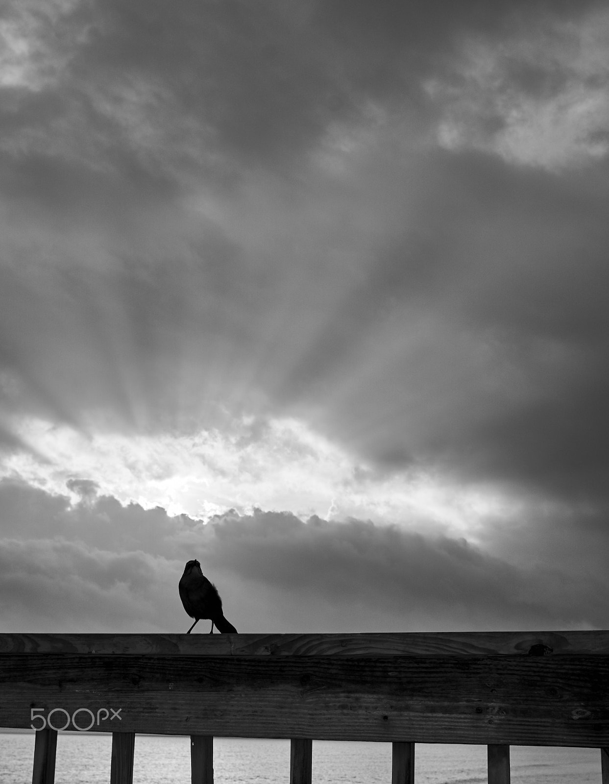 Sony Sonnar T* E 24mm F1.8 ZA sample photo. Earlybird photography