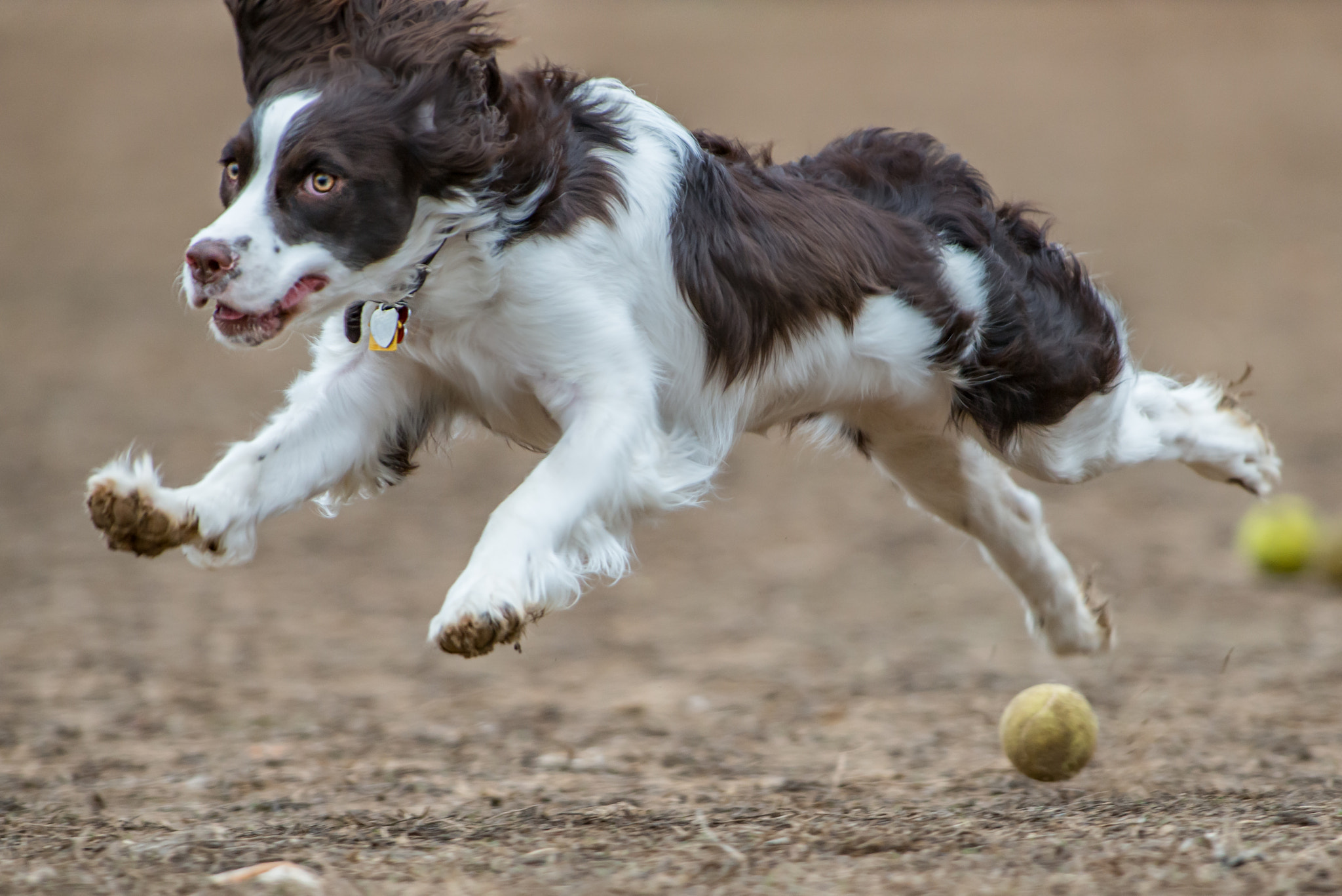 Nikon AF-S Nikkor 300mm F2.8G ED VR II sample photo. Bebe can fly photography