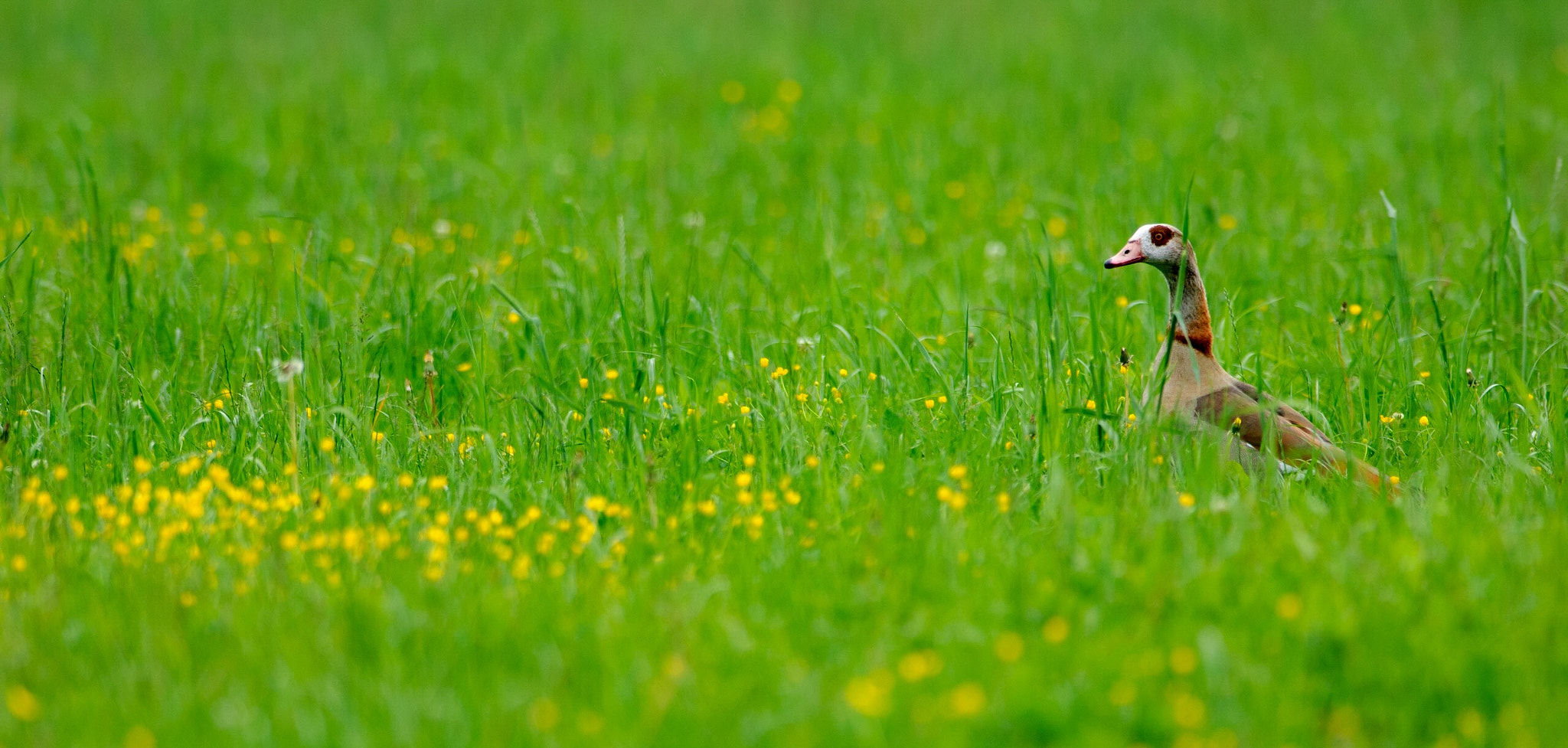 Nikon D2Xs + Nikon AF-S Nikkor 300mm F2.8G ED-IF VR sample photo. Goose photography