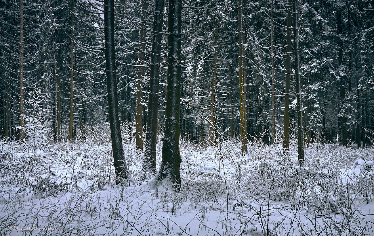Canon EOS 1100D (EOS Rebel T3 / EOS Kiss X50) sample photo. Motley forest... photography