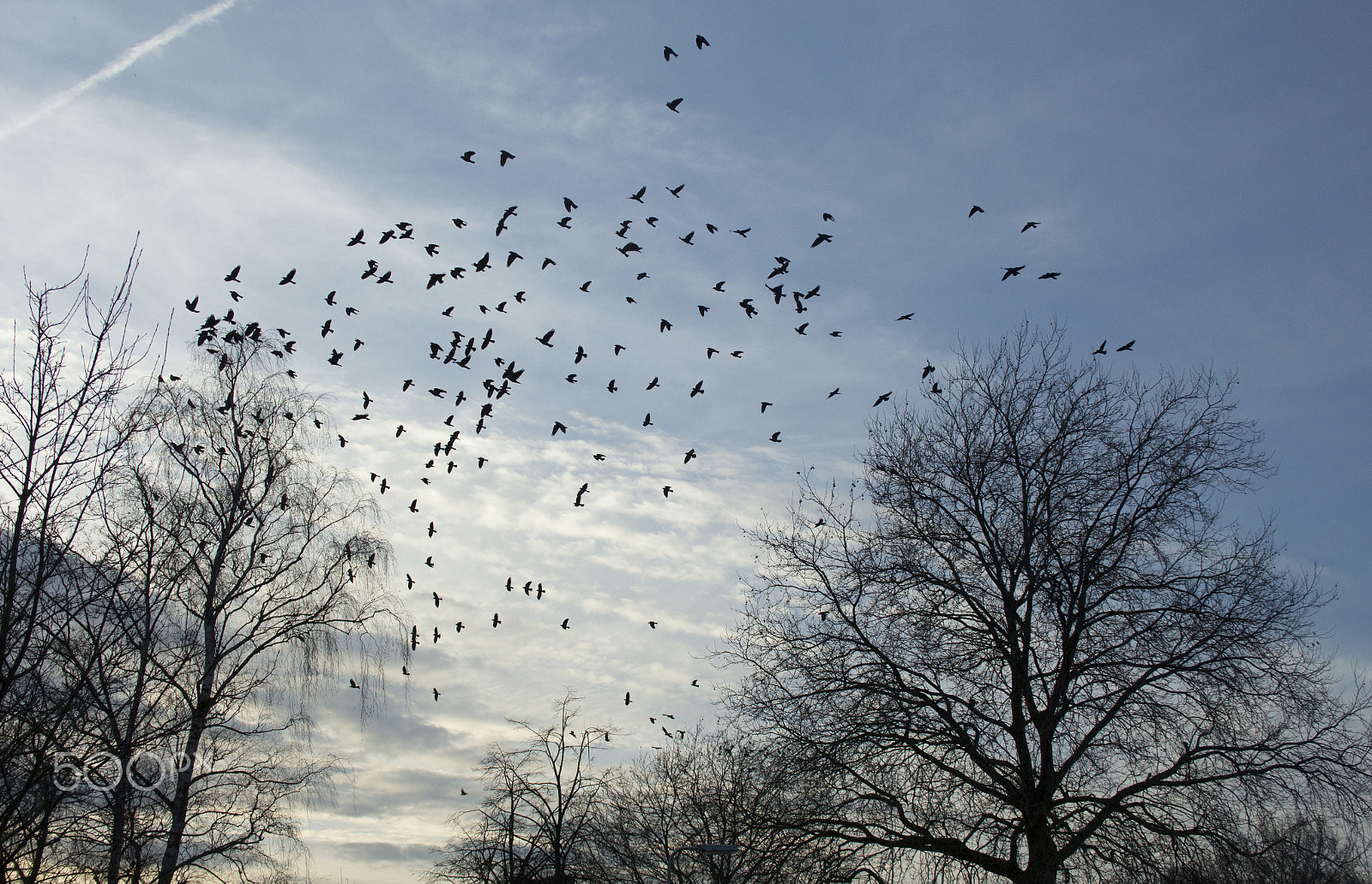 Canon EF-S 18-55mm F3.5-5.6 II sample photo. Flock of birds photography