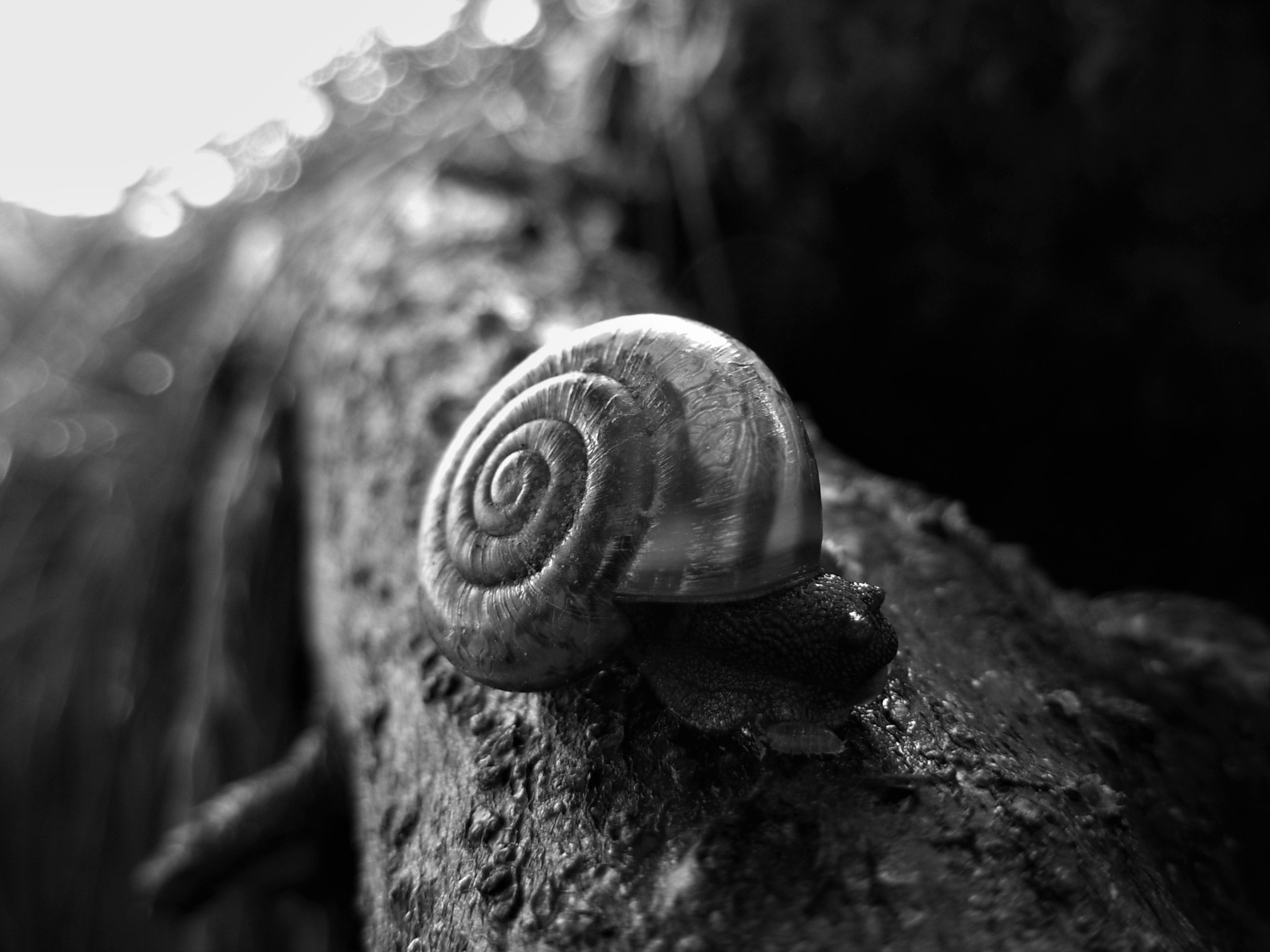 Nikon COOLPIX L5 sample photo. Snail photography