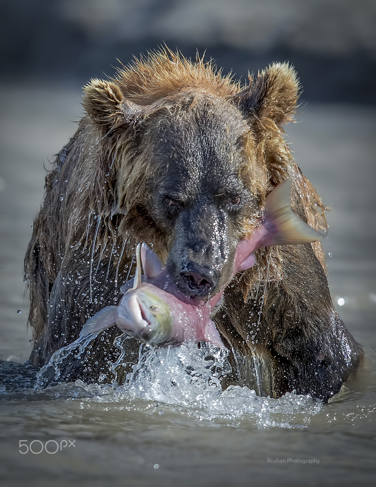 Canon EF 400mm F2.8L IS USM sample photo. Dangerous look photography