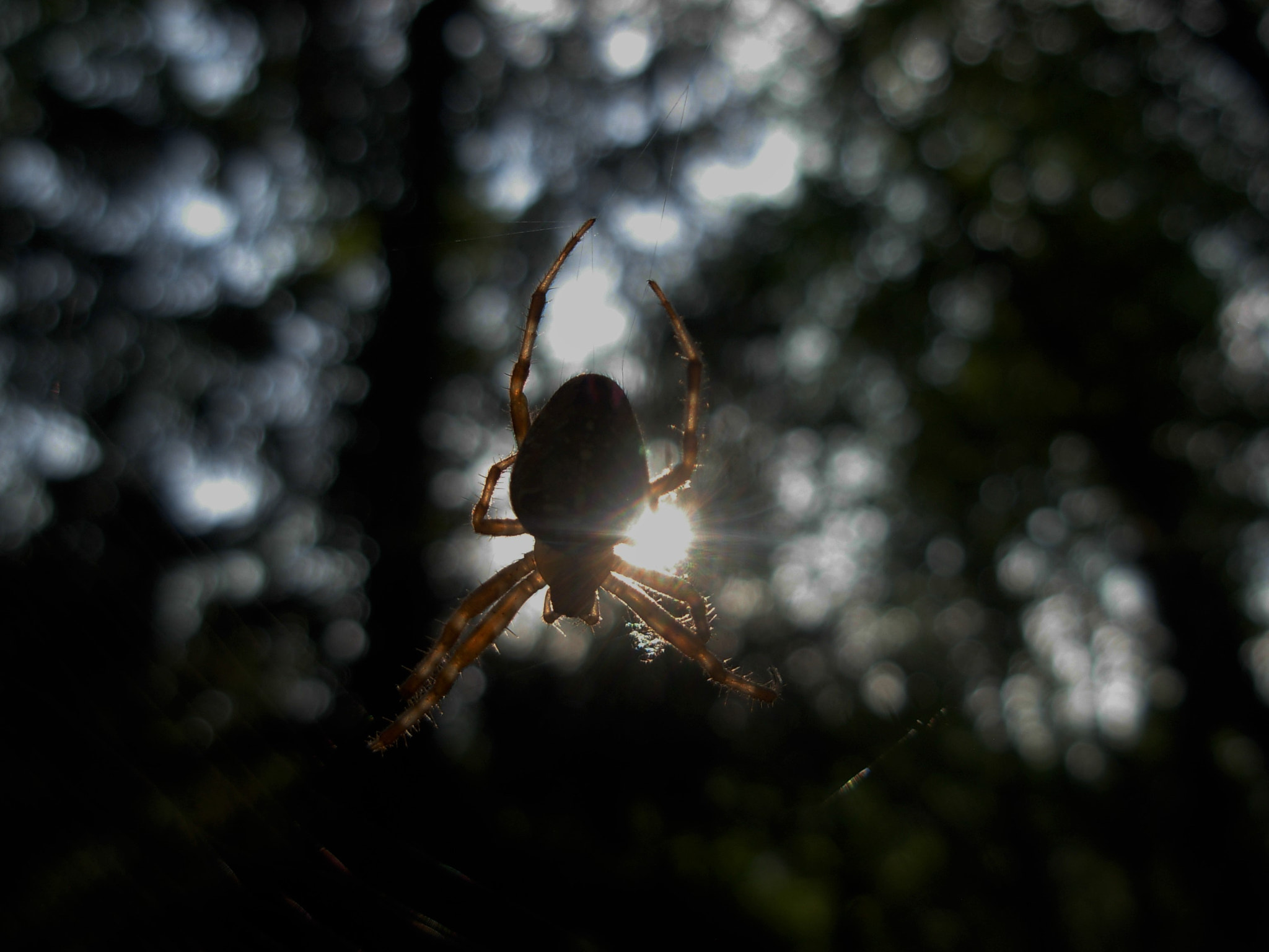 Nikon COOLPIX L5 sample photo. Spider photography