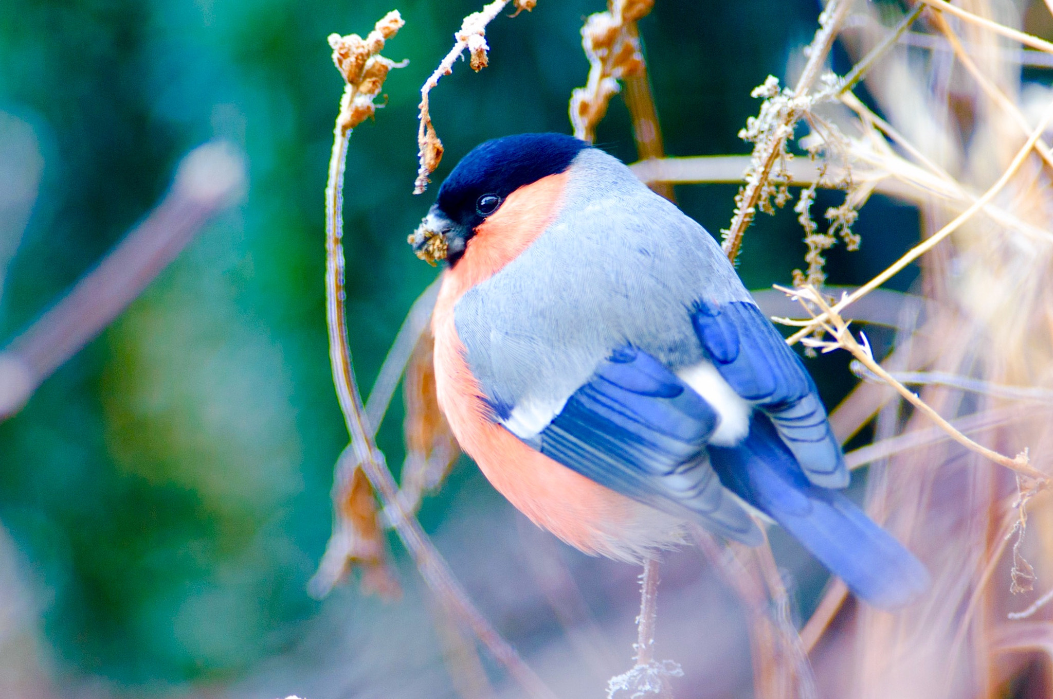 Nikon AF-S Nikkor 300mm F2.8G ED-IF VR sample photo. Bullfinch photography