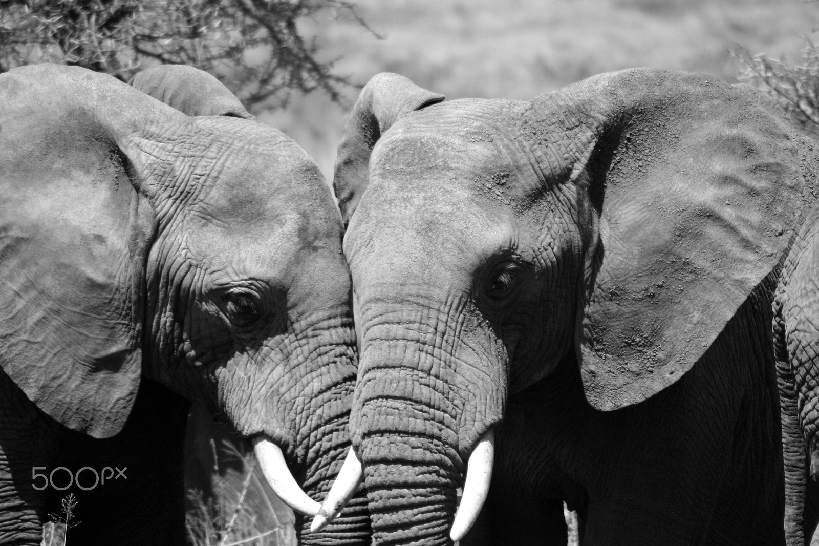 Canon EOS 450D (EOS Rebel XSi / EOS Kiss X2) sample photo. Elephant love photography