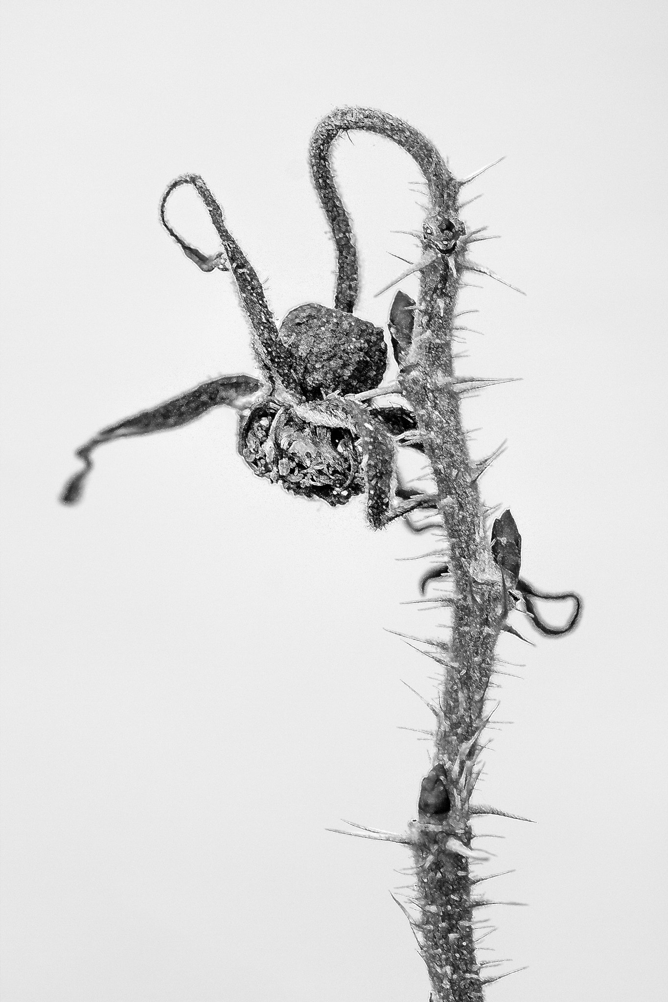 Canon EF 100mm F2.8 Macro USM sample photo. Fin de vie (end of life) photography