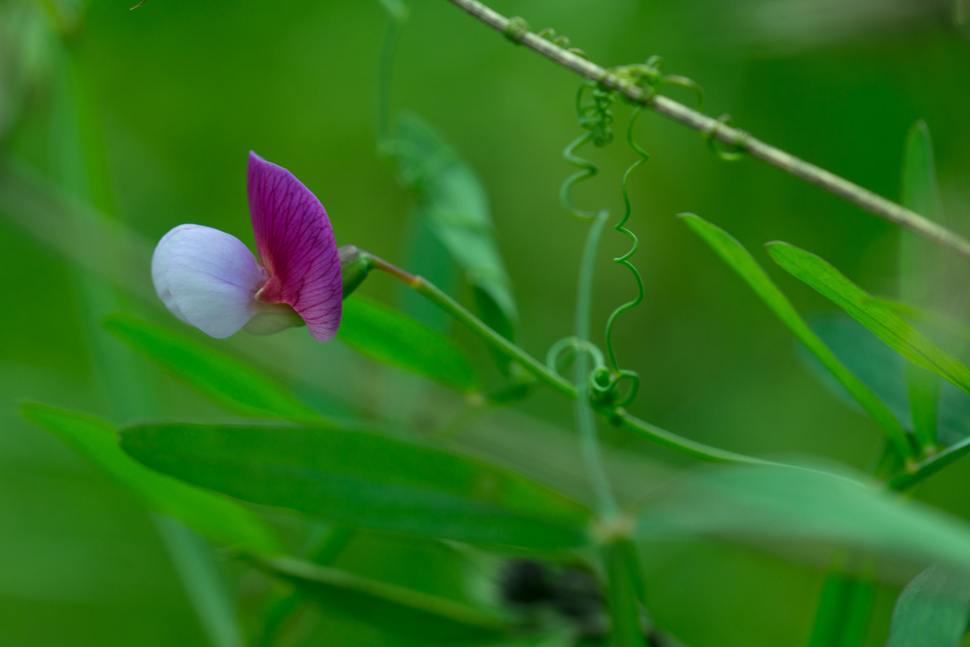 Sigma 105mm F2.8 EX DG OS HSM sample photo. Pulmon photography