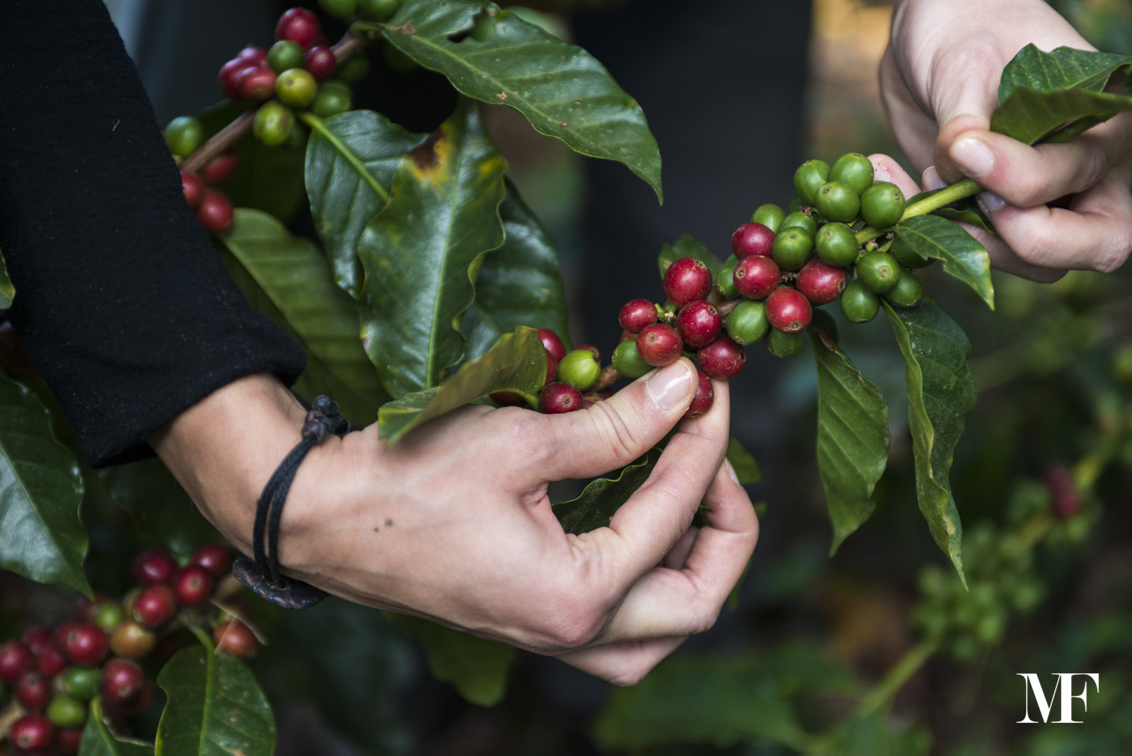 Nikon AF-S Nikkor 28-70mm F2.8 ED-IF sample photo. Coffee harvesting in honduras photography