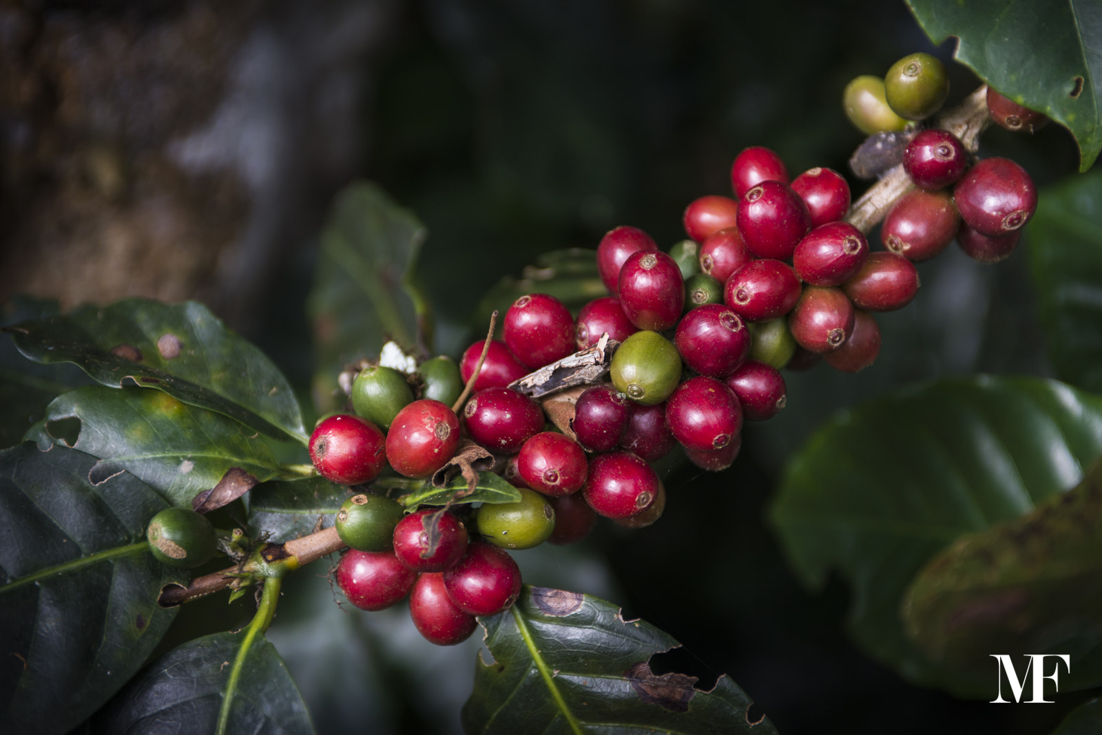 Nikon AF-S Nikkor 28-70mm F2.8 ED-IF sample photo. Coffee harvesting in honduras photography