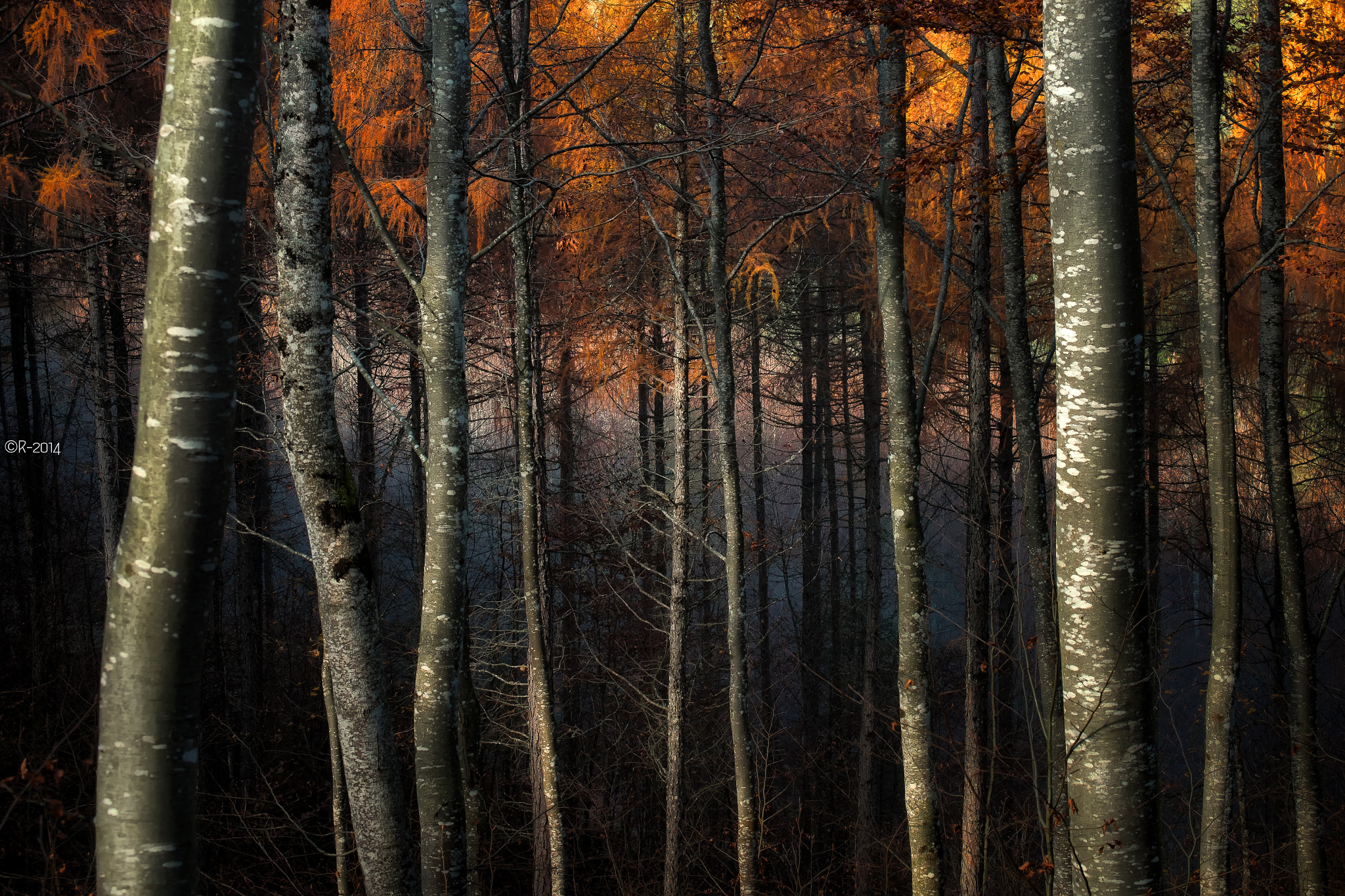 Fujifilm X-Pro1 + Fujifilm XF 55-200mm F3.5-4.8 R LM OIS sample photo. Forest's heart photography