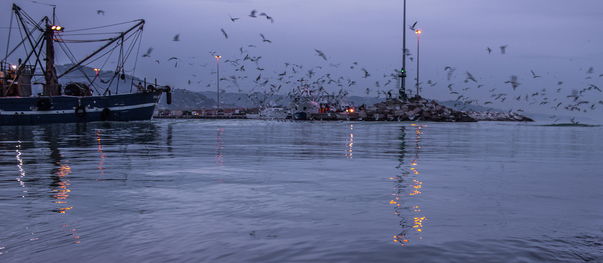 Canon EF-S 24mm F2.8 STM sample photo. Gabbiani al seguito photography
