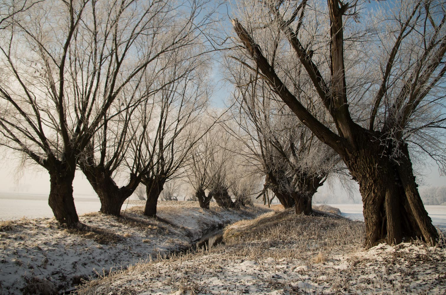 Pentax smc DA 18-55mm F3.5-5.6 AL WR sample photo. Polish willow photography