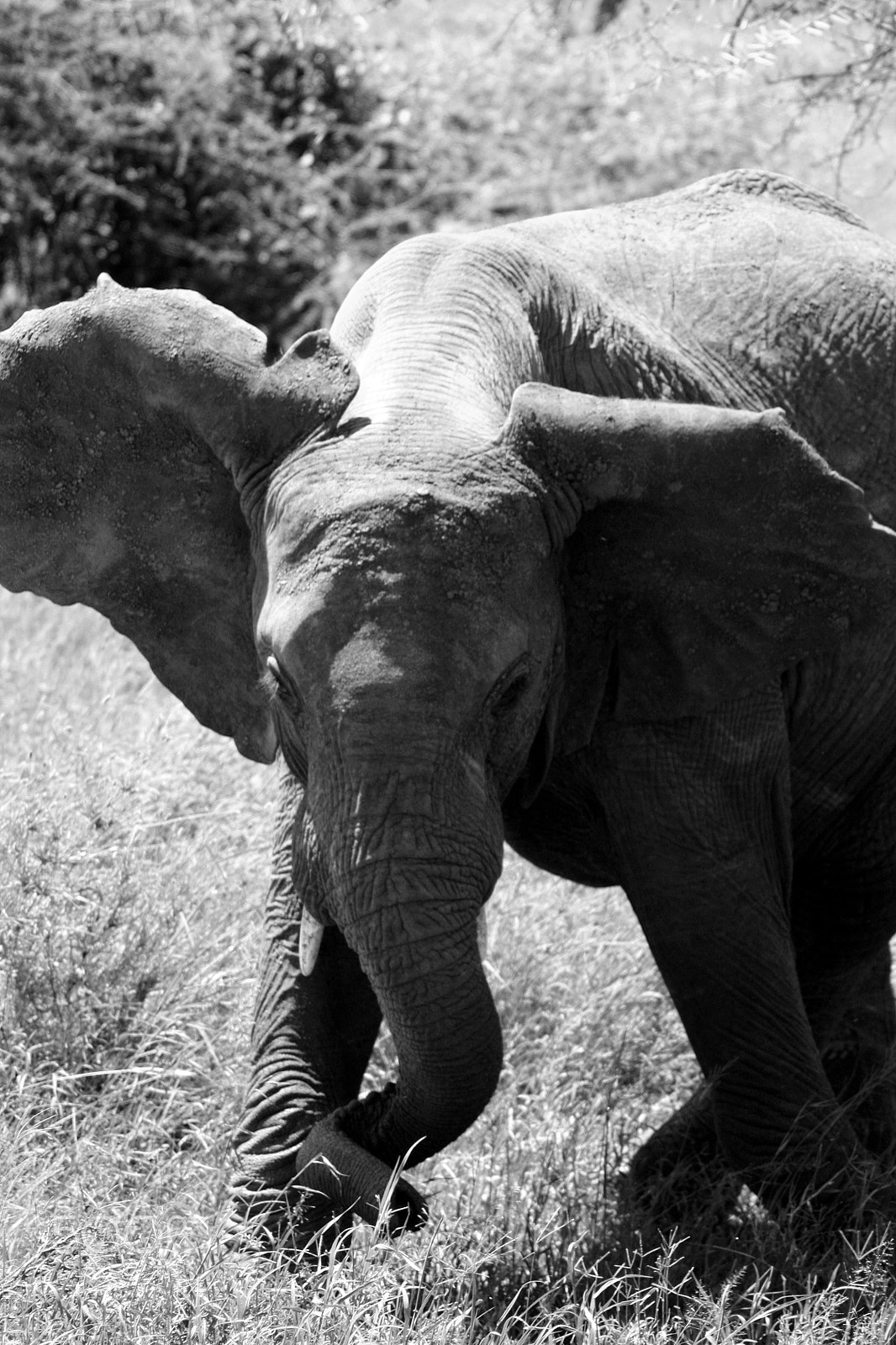 Canon EOS 450D (EOS Rebel XSi / EOS Kiss X2) + Tamron AF 70-300mm F4-5.6 Di LD Macro sample photo. Elephant photography