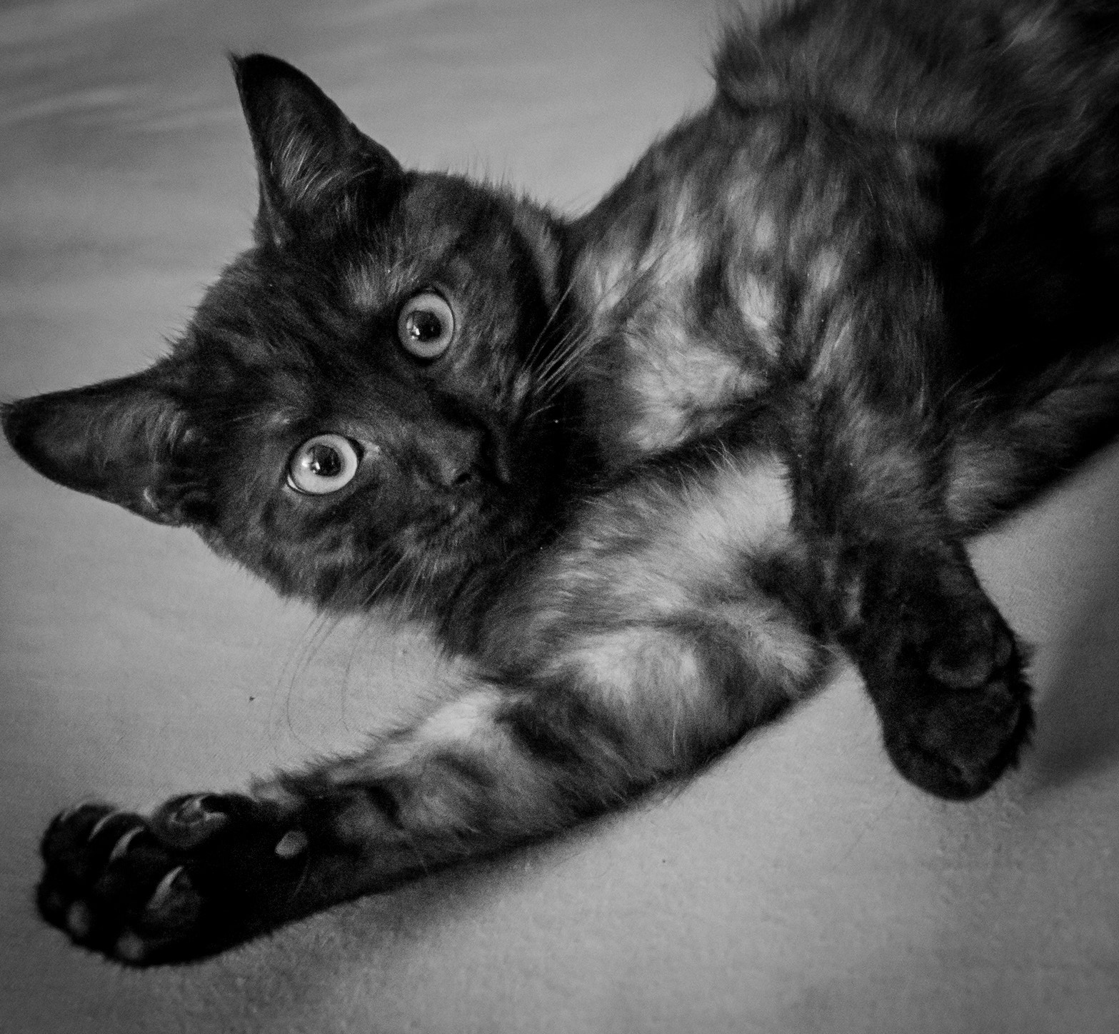 Canon EF 28-300mm F3.5-5.6L IS USM sample photo. Odie photography