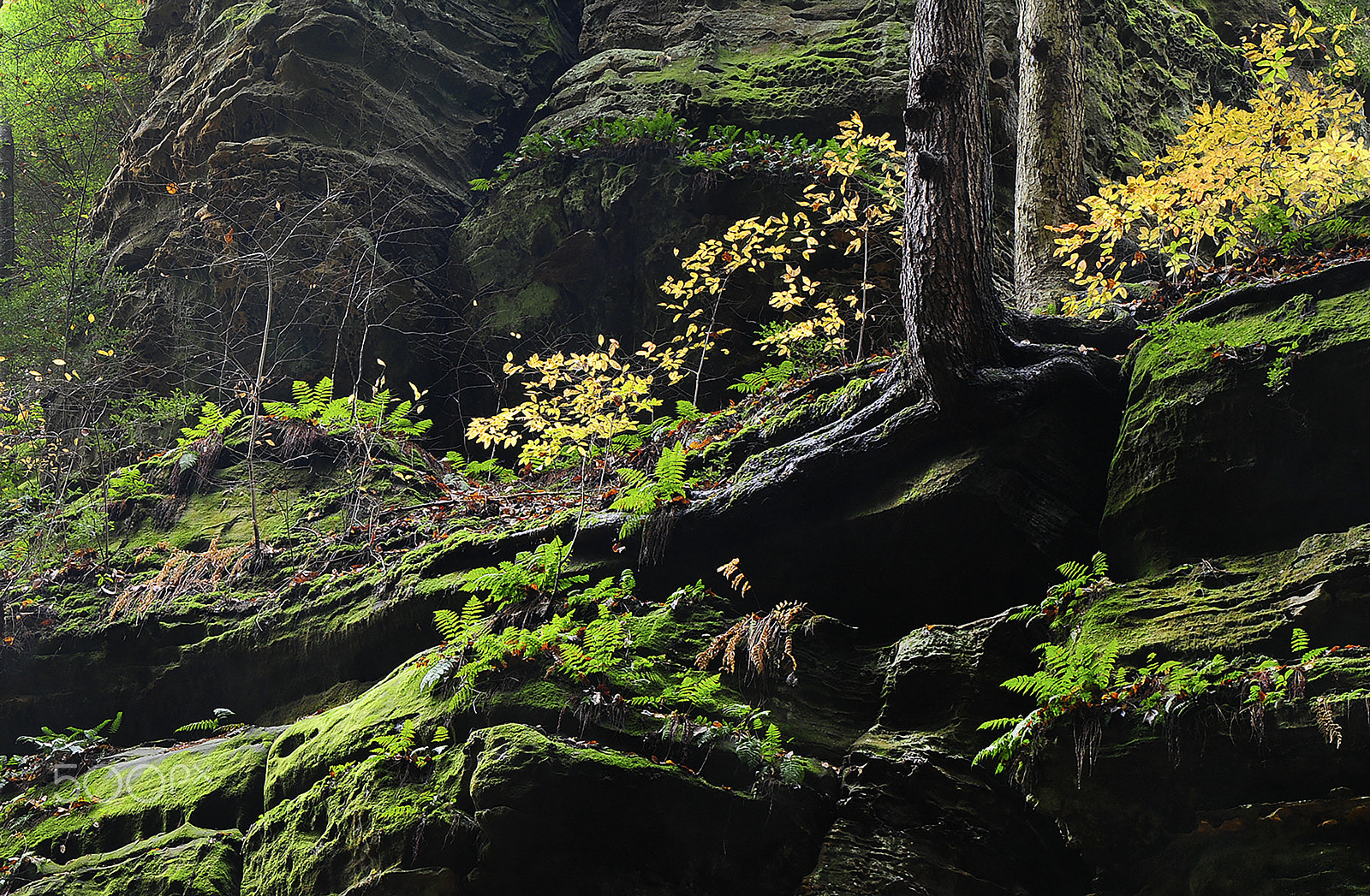 Nikon D300 sample photo. Cantwell cliffs photography