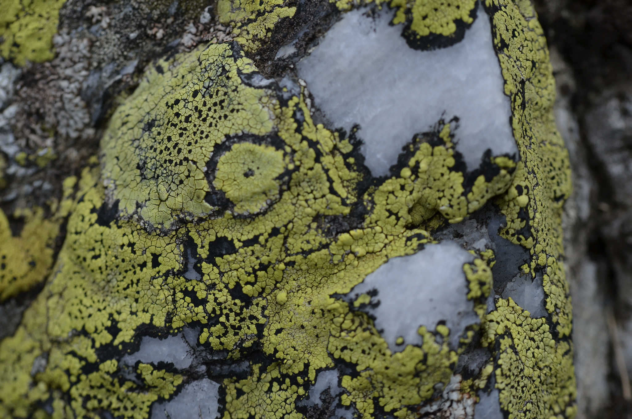 Nikon D5100 + Tamron SP AF 60mm F2 Di II LD IF Macro sample photo. Green lichens photography