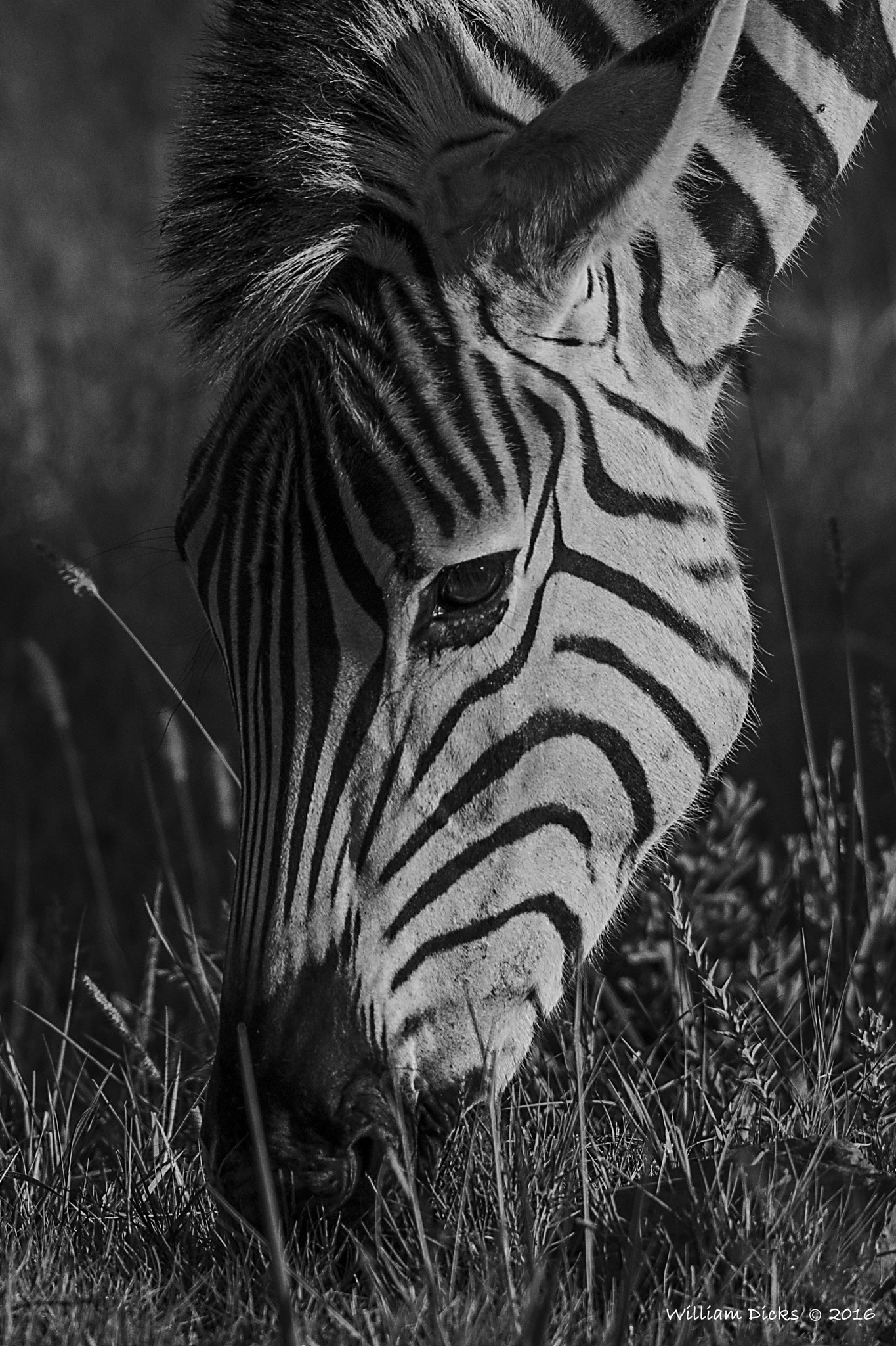 Sigma 150-500mm F5-6.3 DG OS HSM sample photo. Zebra photography