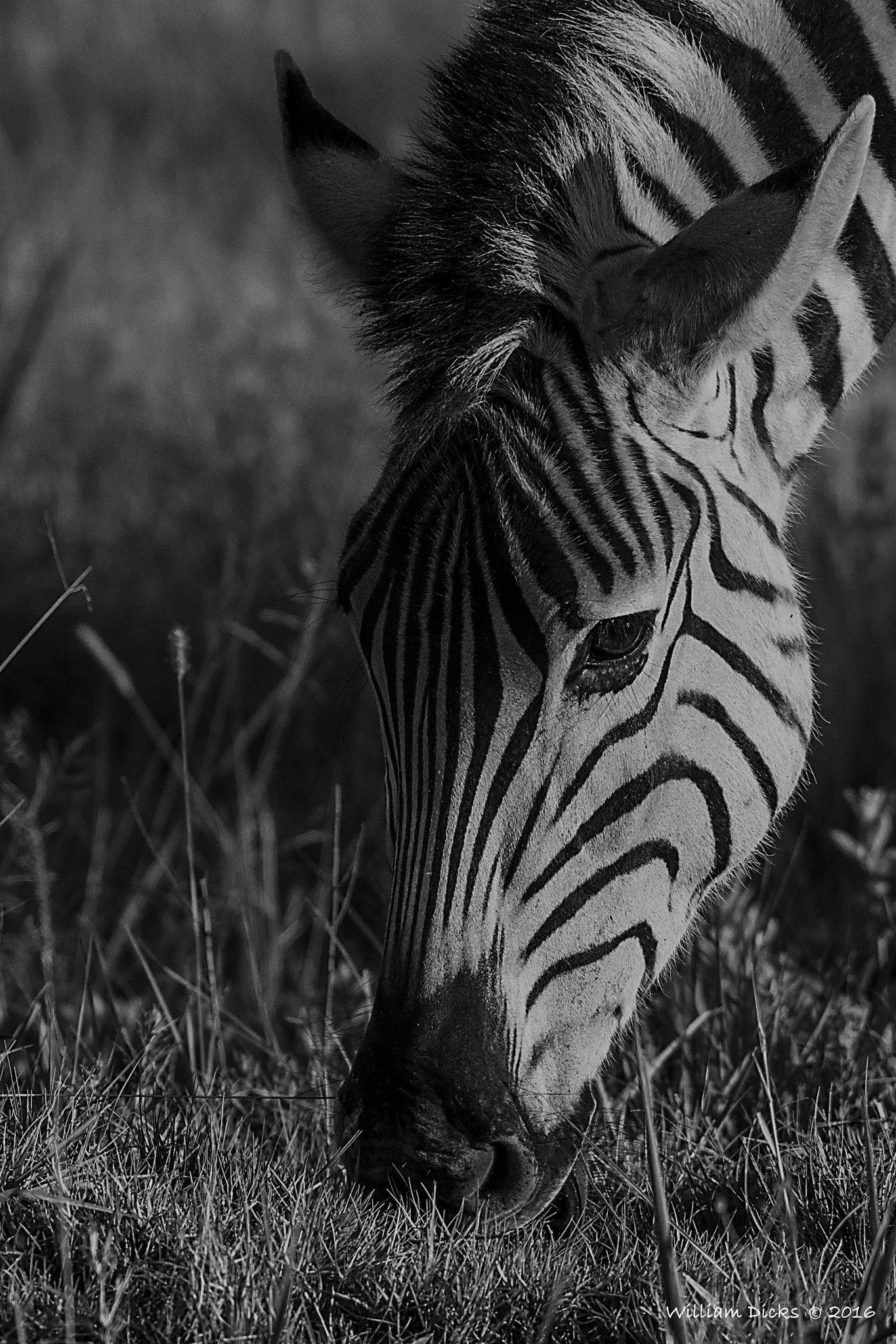 Sigma 150-500mm F5-6.3 DG OS HSM sample photo. Zebra photography