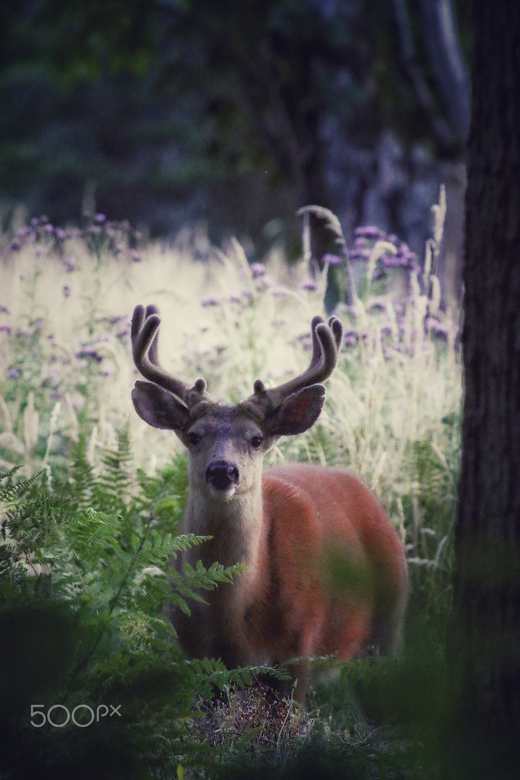 Canon EF 100-400mm F4.5-5.6L IS USM sample photo. Caught this spring buck on the property photography